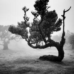 Ancient Laurisilva Forest, curved Tree, black and white landscape art photograph