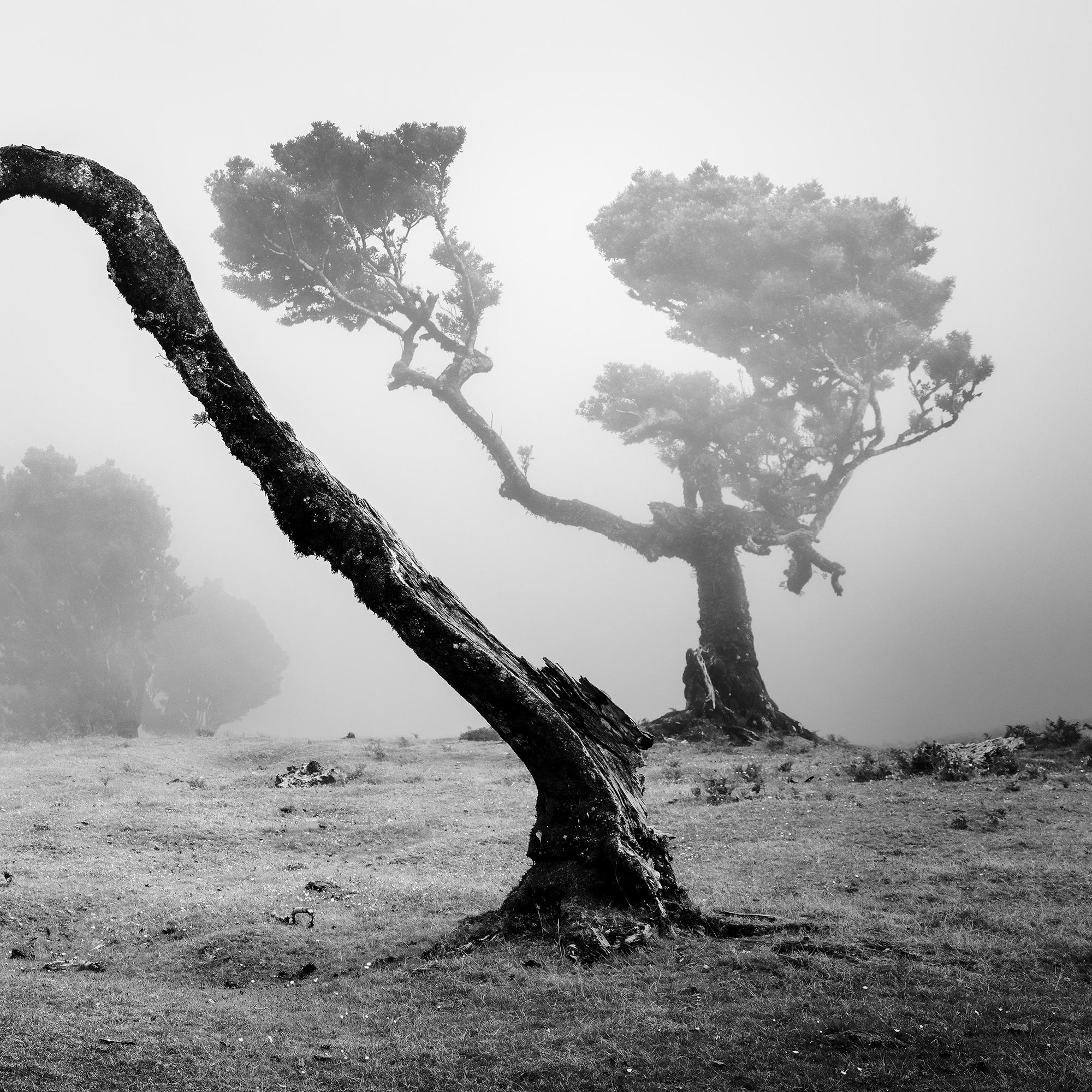 Ancient Laurisilva Forest, curved Tree, black and white photography, landscape For Sale 4