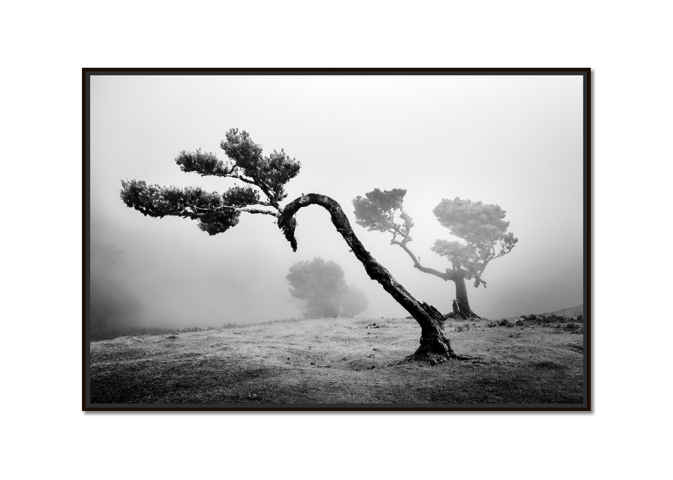 Ancient Laurisilva Forest, curved Tree, black and white photography, landscape - Photograph by Gerald Berghammer