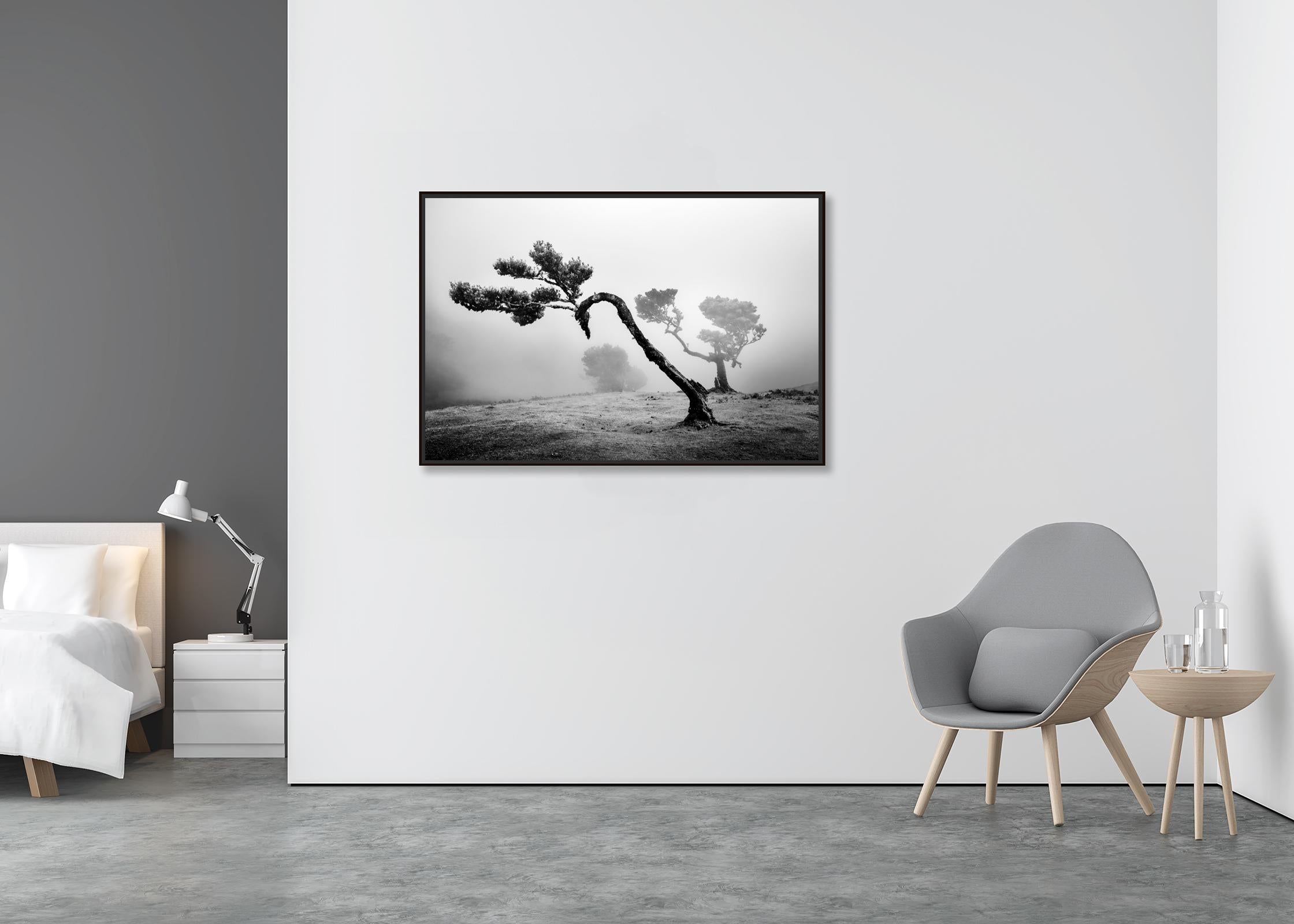 Antiker Laurisilva-Wälder, geschwungener Baum, Schwarz-Weiß-Fotografie, Landschaft (Zeitgenössisch), Photograph, von Gerald Berghammer