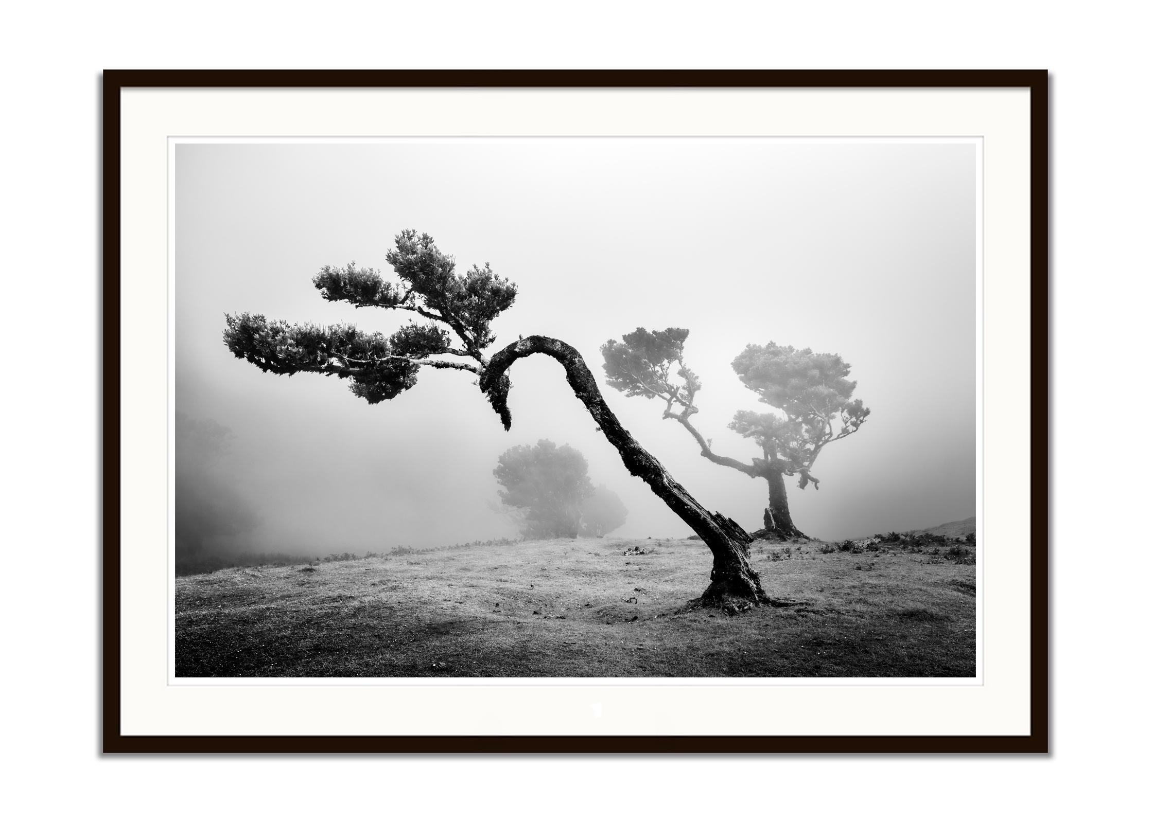 Antiker Laurisilva-Wälder, geschwungener Baum, Schwarz-Weiß-Fotografie, Landschaft (Grau), Landscape Photograph, von Gerald Berghammer