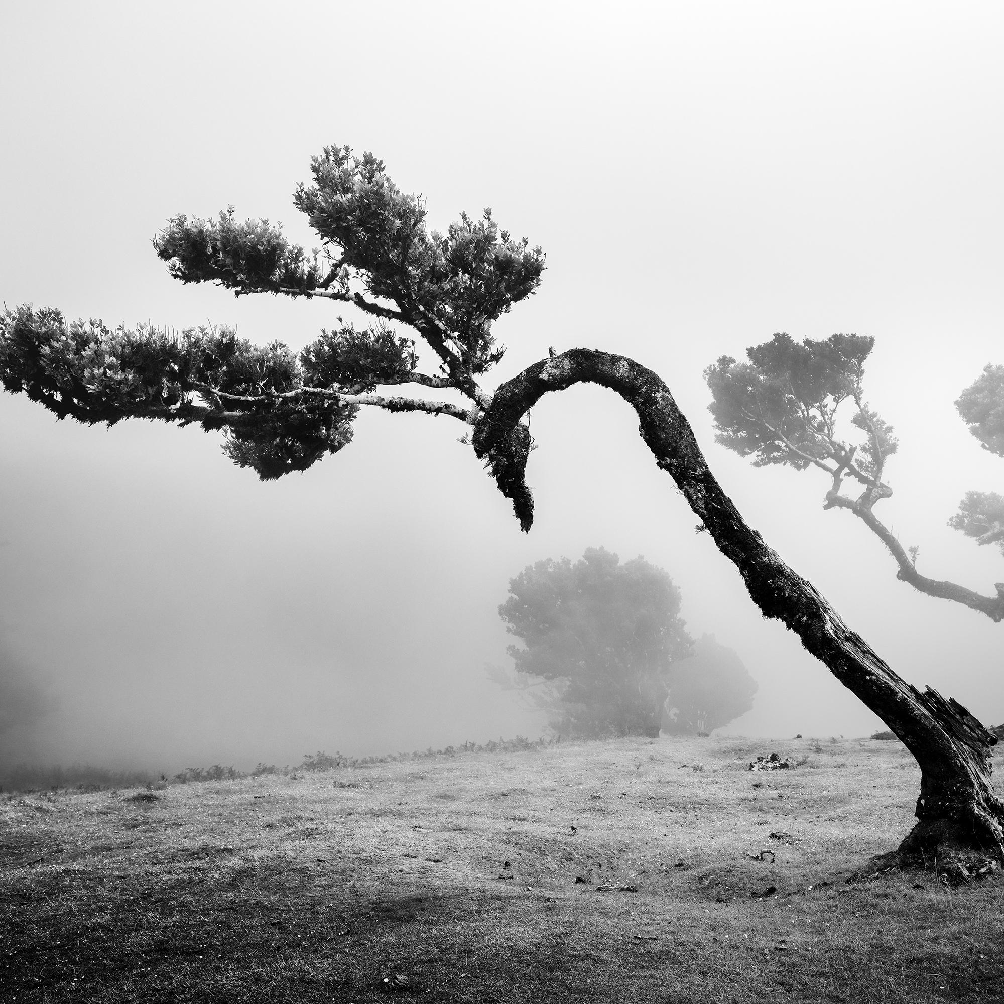 Ancient Laurisilva Forest, curved Tree, black and white photography, landscape For Sale 2