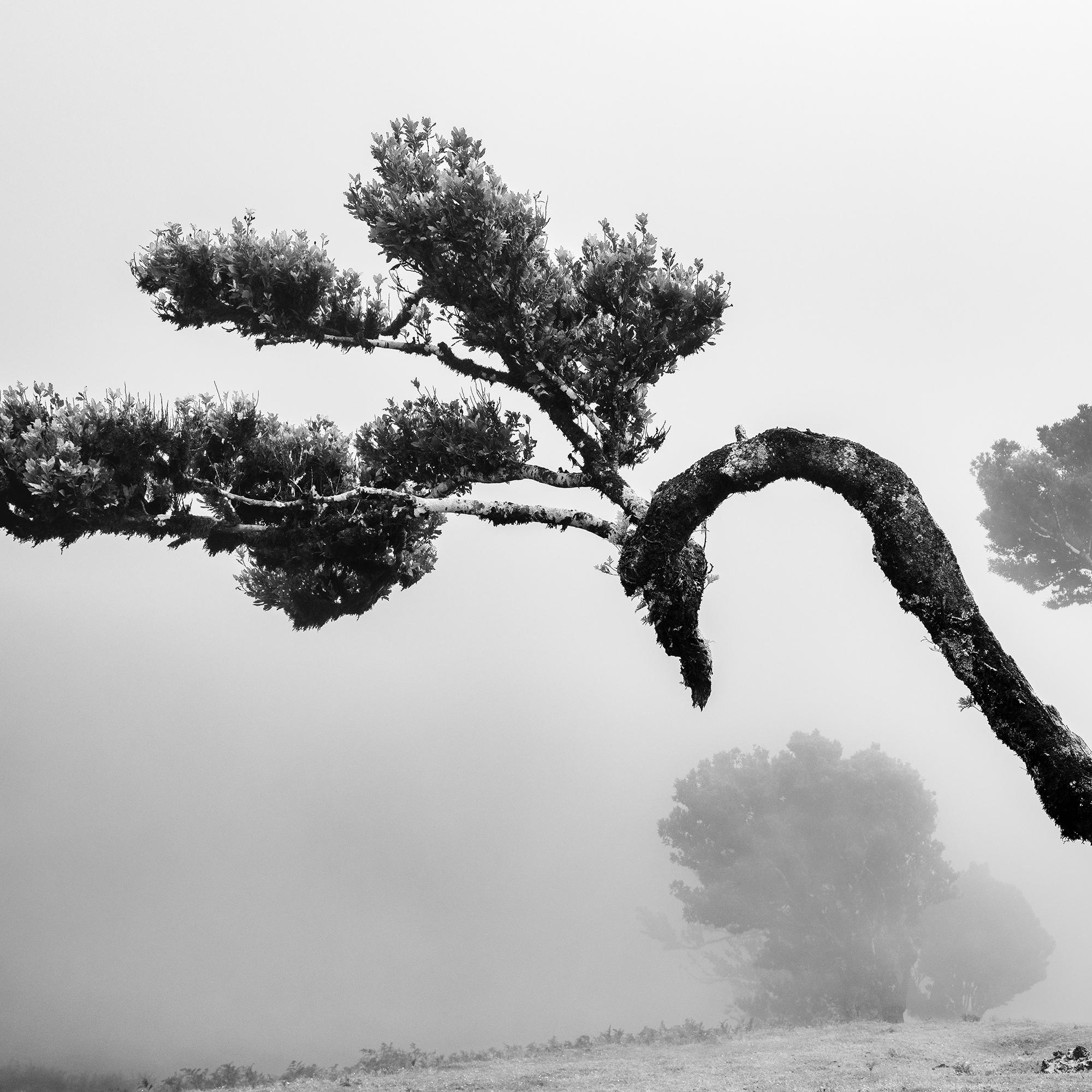 Antiker Laurisilva-Wälder, geschwungener Baum, Schwarz-Weiß-Fotografie, Landschaft im Angebot 4