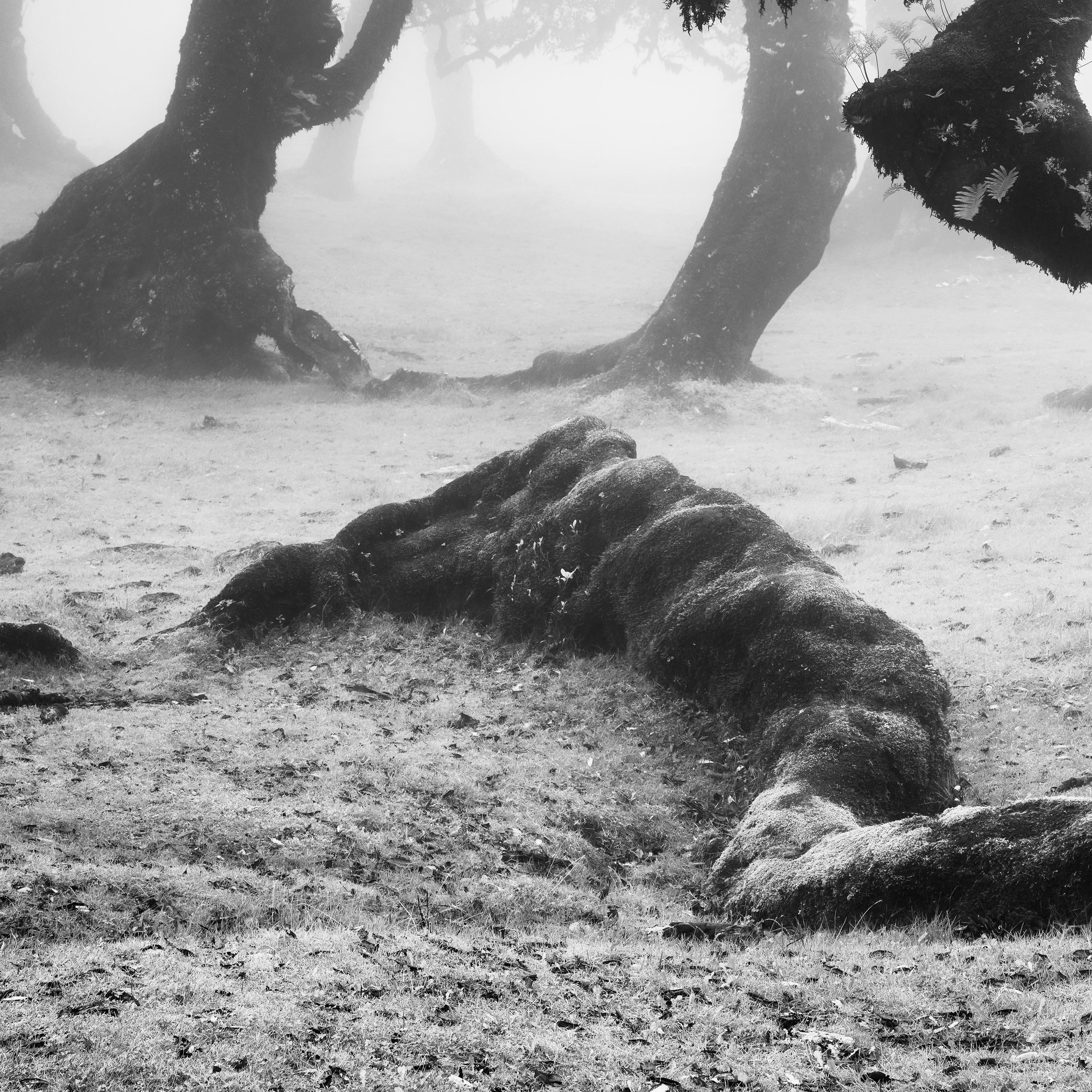 Ancient Laurisilva Forest, curved tree, misty, limited edition fine art print For Sale 5