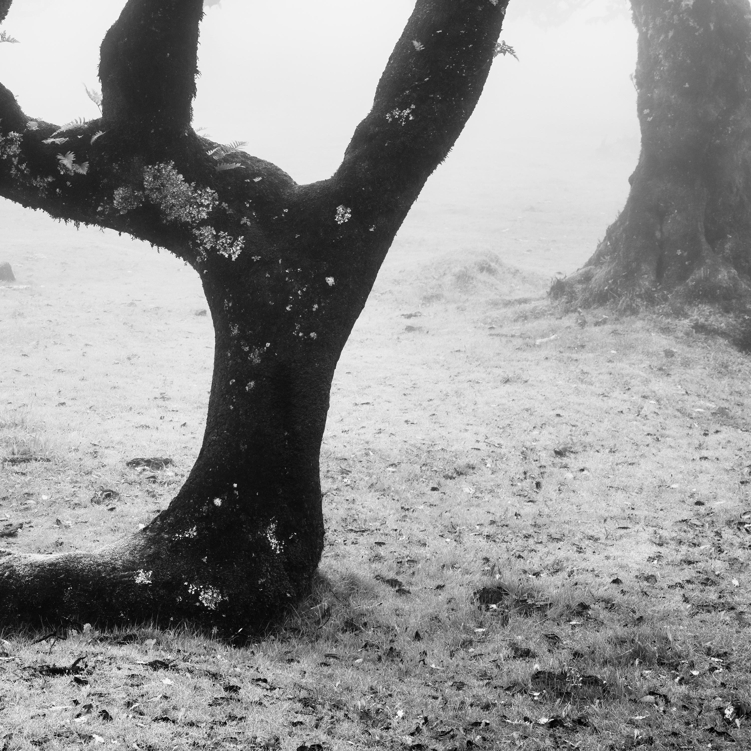 Ancient Laurisilva Forest, curved tree, misty, limited edition fine art print For Sale 6