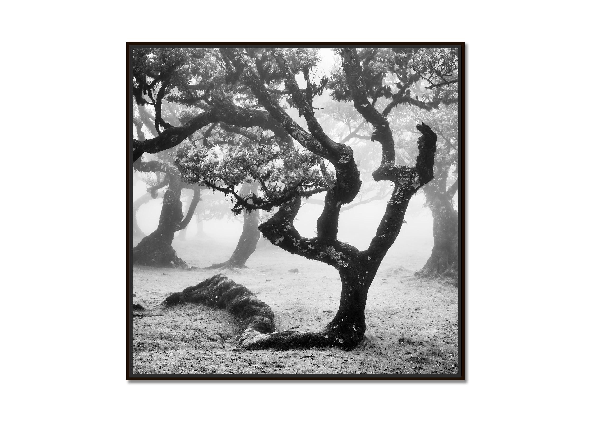 Ancient Laurisilva Forest, curved tree, misty, limited edition fine art print - Photograph by Gerald Berghammer