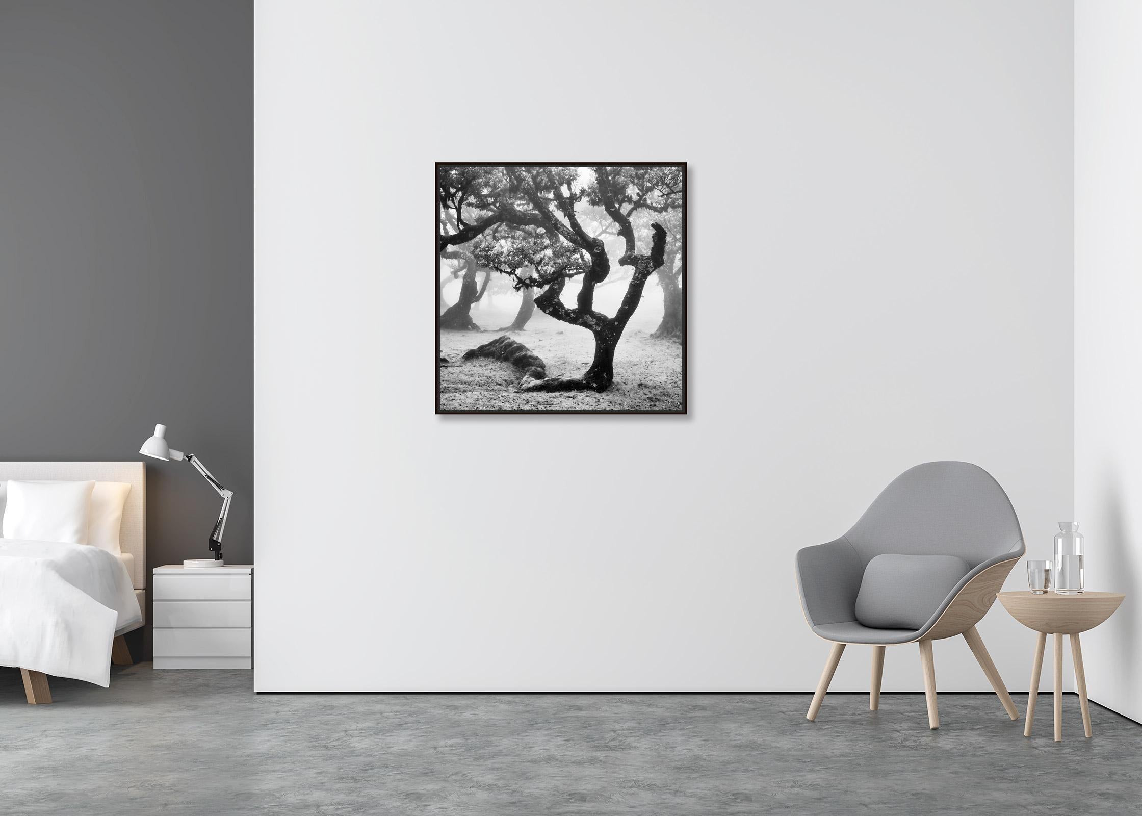 Ancient Laurisilva Forest, curved tree, misty, limited edition fine art print - Contemporary Photograph by Gerald Berghammer