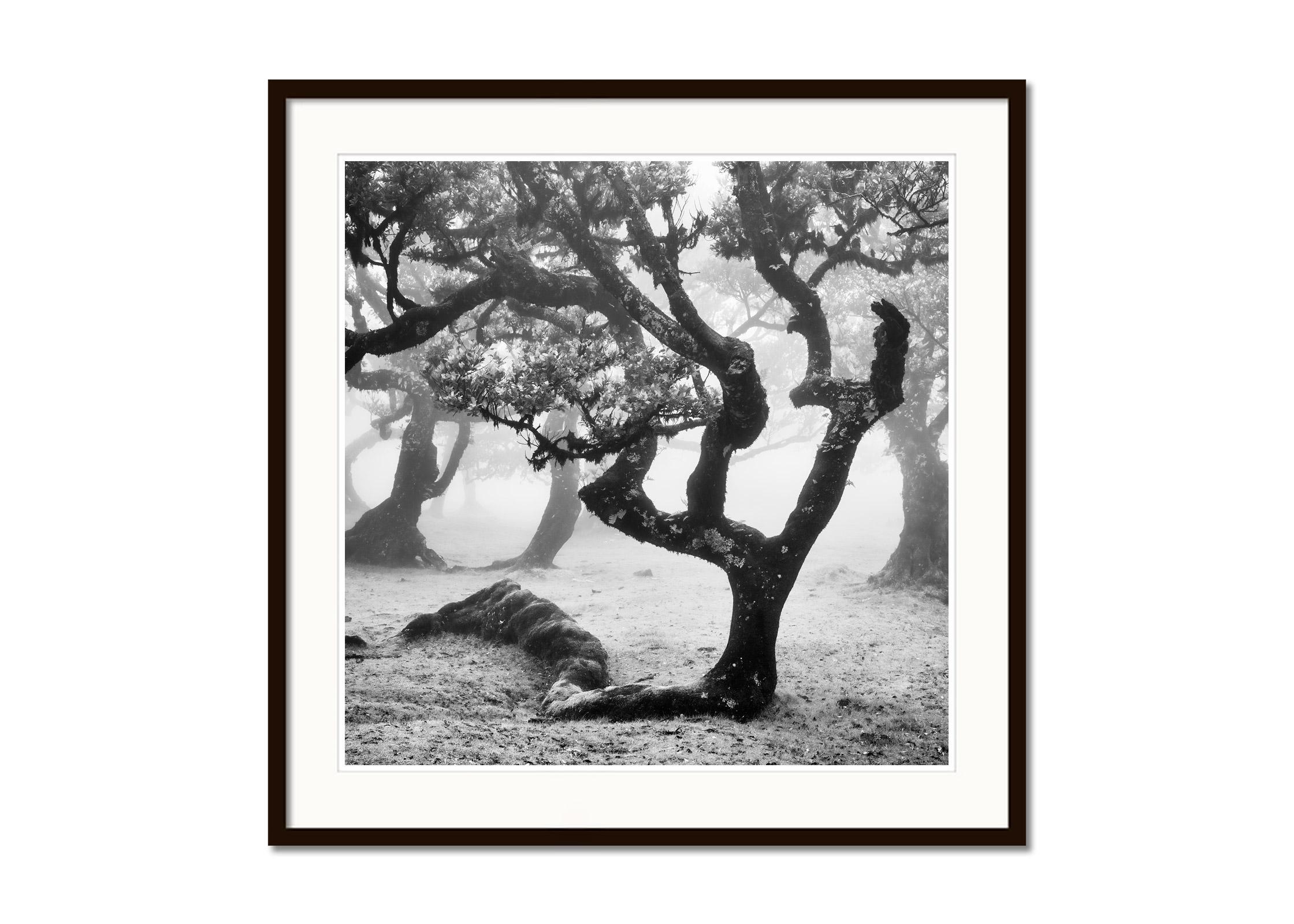 Ancient Laurisilva Forest, curved tree, misty, limited edition fine art print - Gray Landscape Photograph by Gerald Berghammer