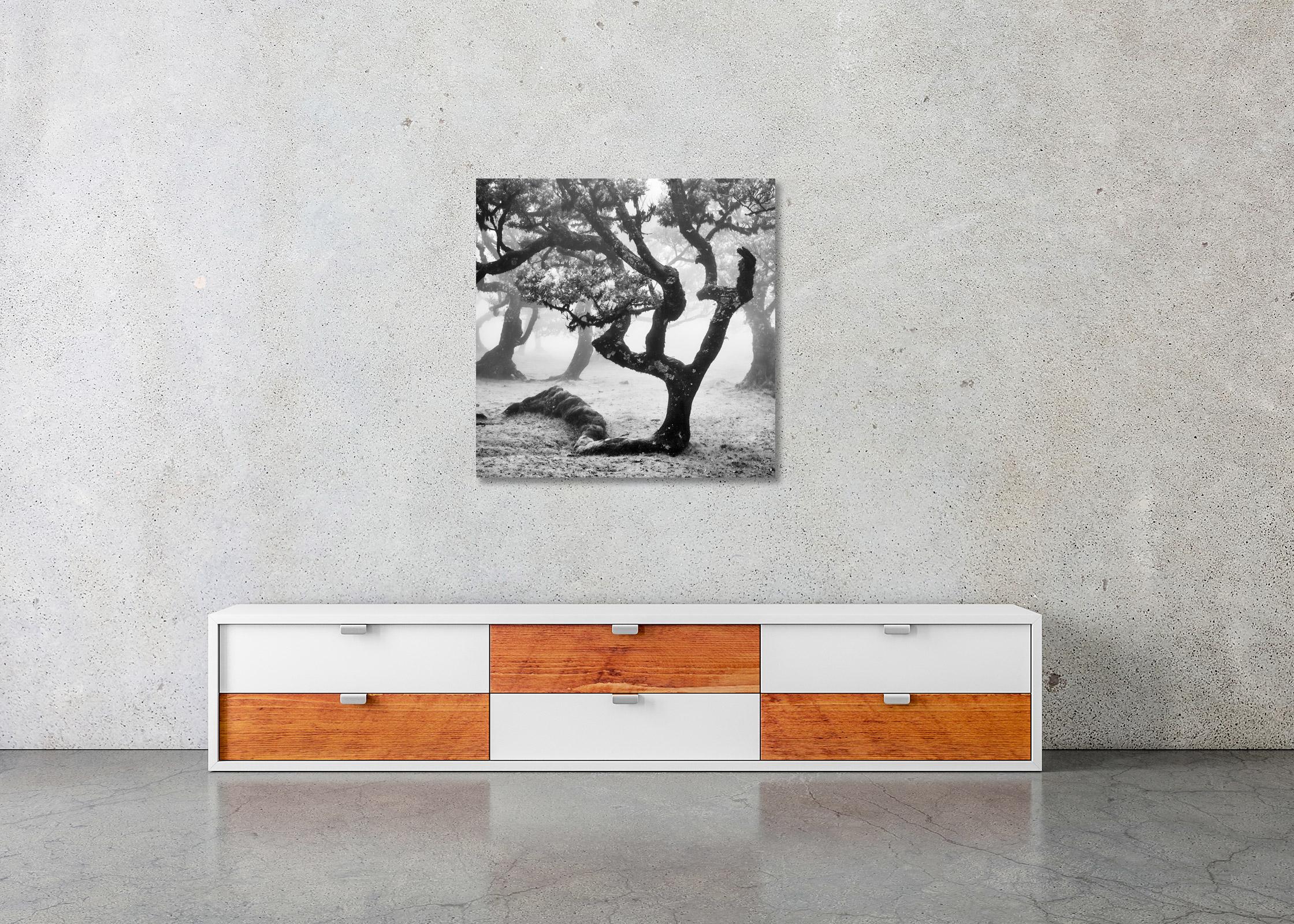 Ancient Laurisilva Forest, curved tree, misty, limited edition fine art print For Sale 2