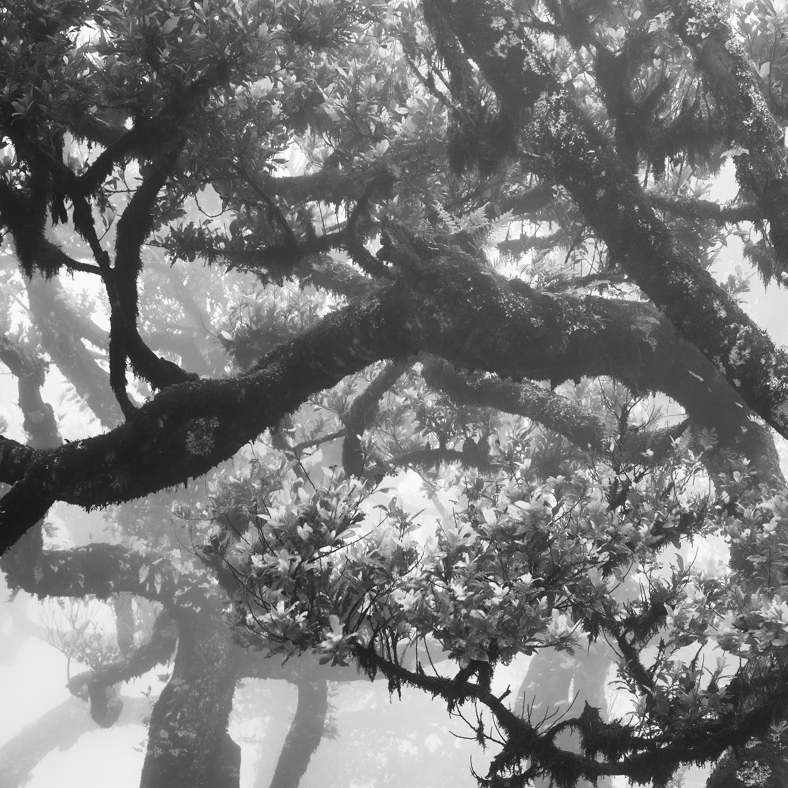 Ancient Laurisilva Forest, curved tree, misty, limited edition fine art print For Sale 3
