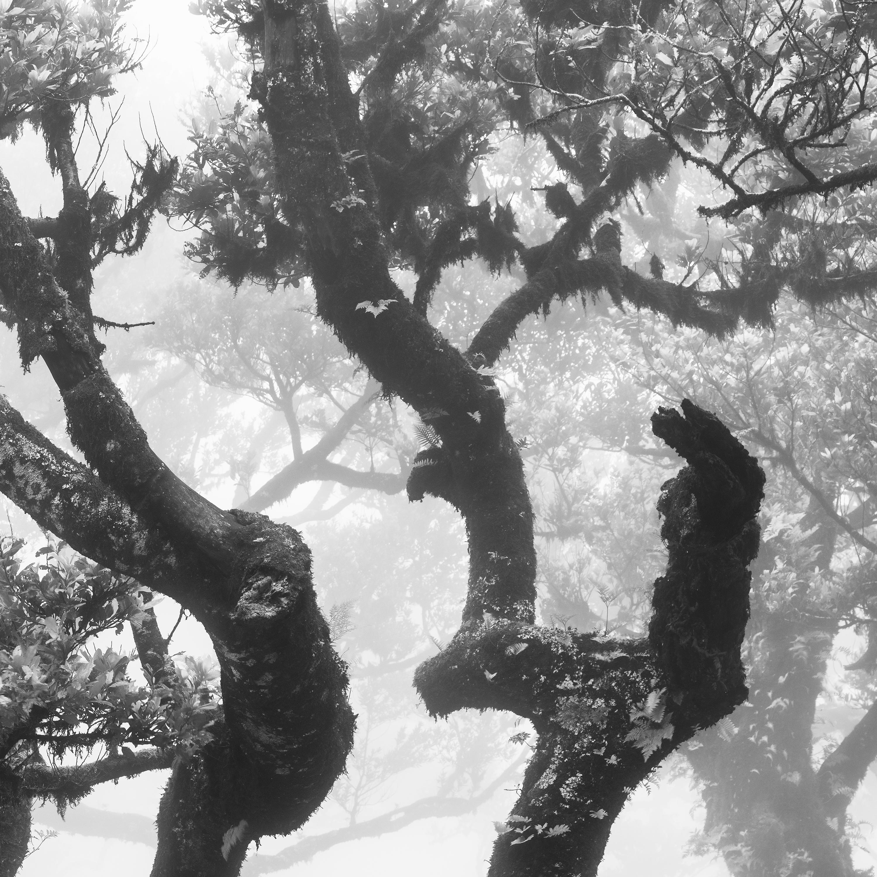Ancient Laurisilva Forest, curved tree, misty, limited edition fine art print For Sale 4