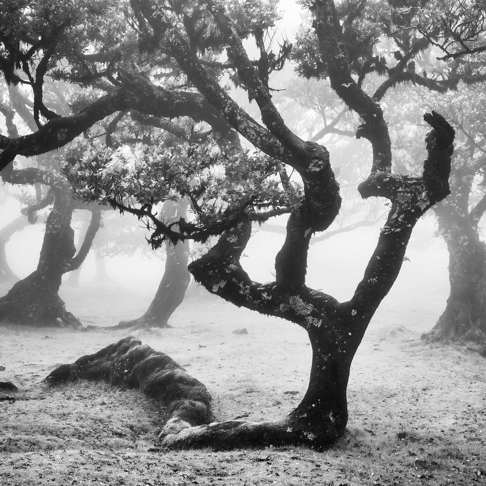 Gerald Berghammer Landscape Photograph - Ancient Laurisilva Forest, curved tree, misty, limited edition fine art print