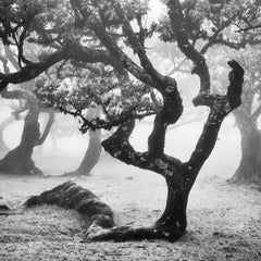 Ancienne forêt de Laurisilva, arbre incurvé, brume, impression d'art en édition limitée