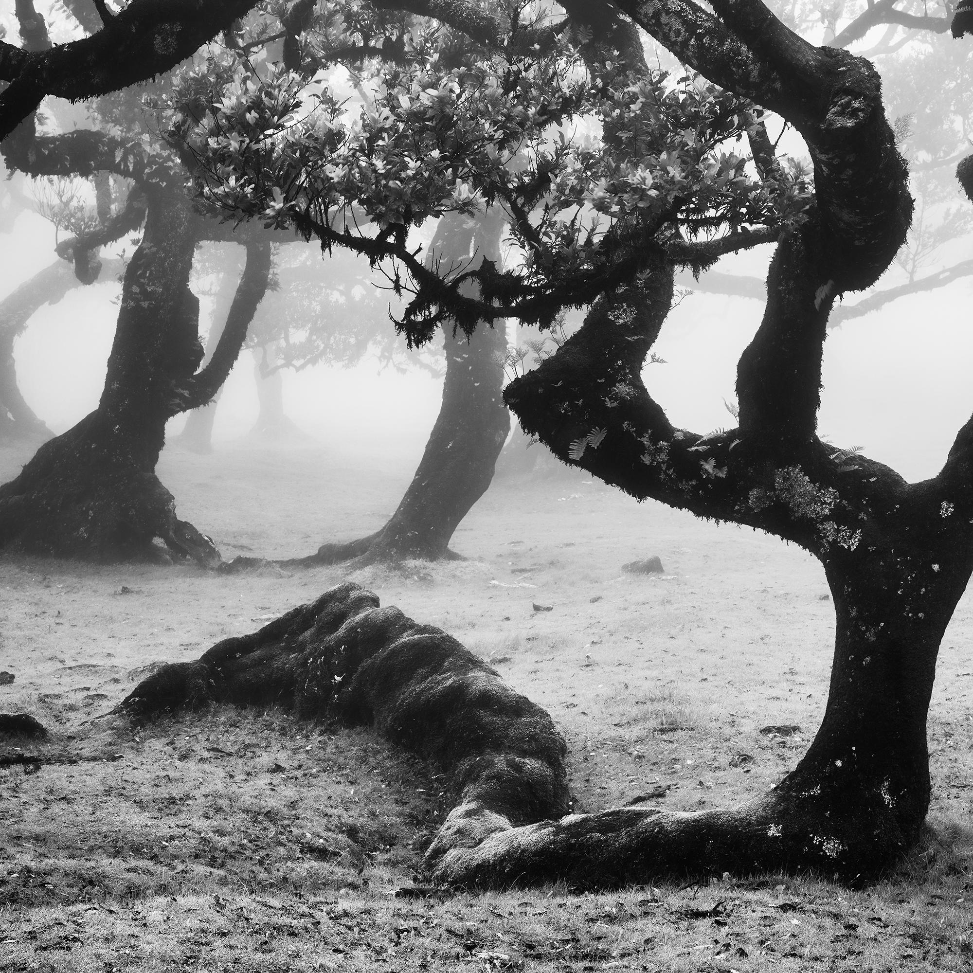 Ancient Laurisilva Forest curved tree misty limited edition print For Sale 5