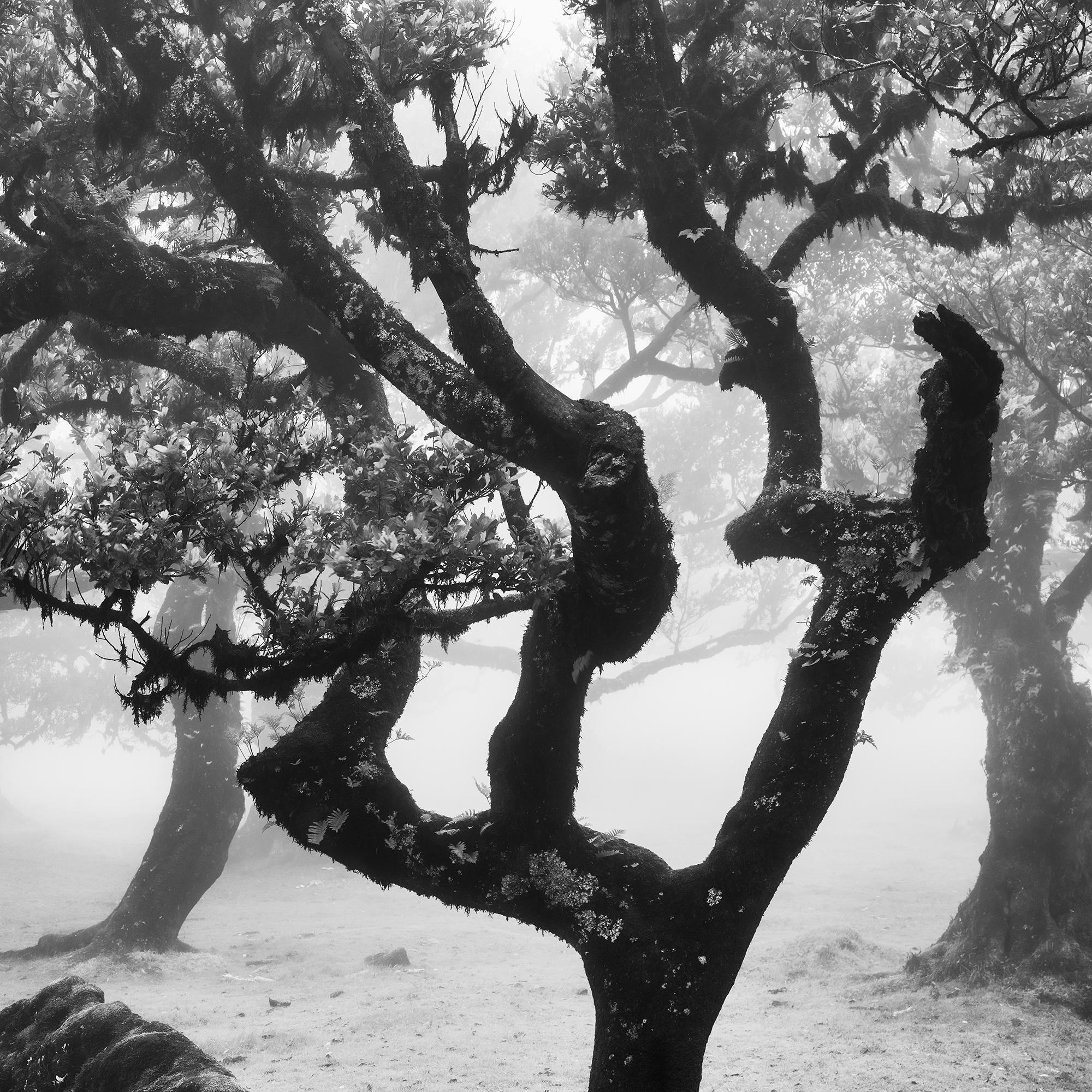 Ancient Laurisilva Forest curved tree misty limited edition print For Sale 6