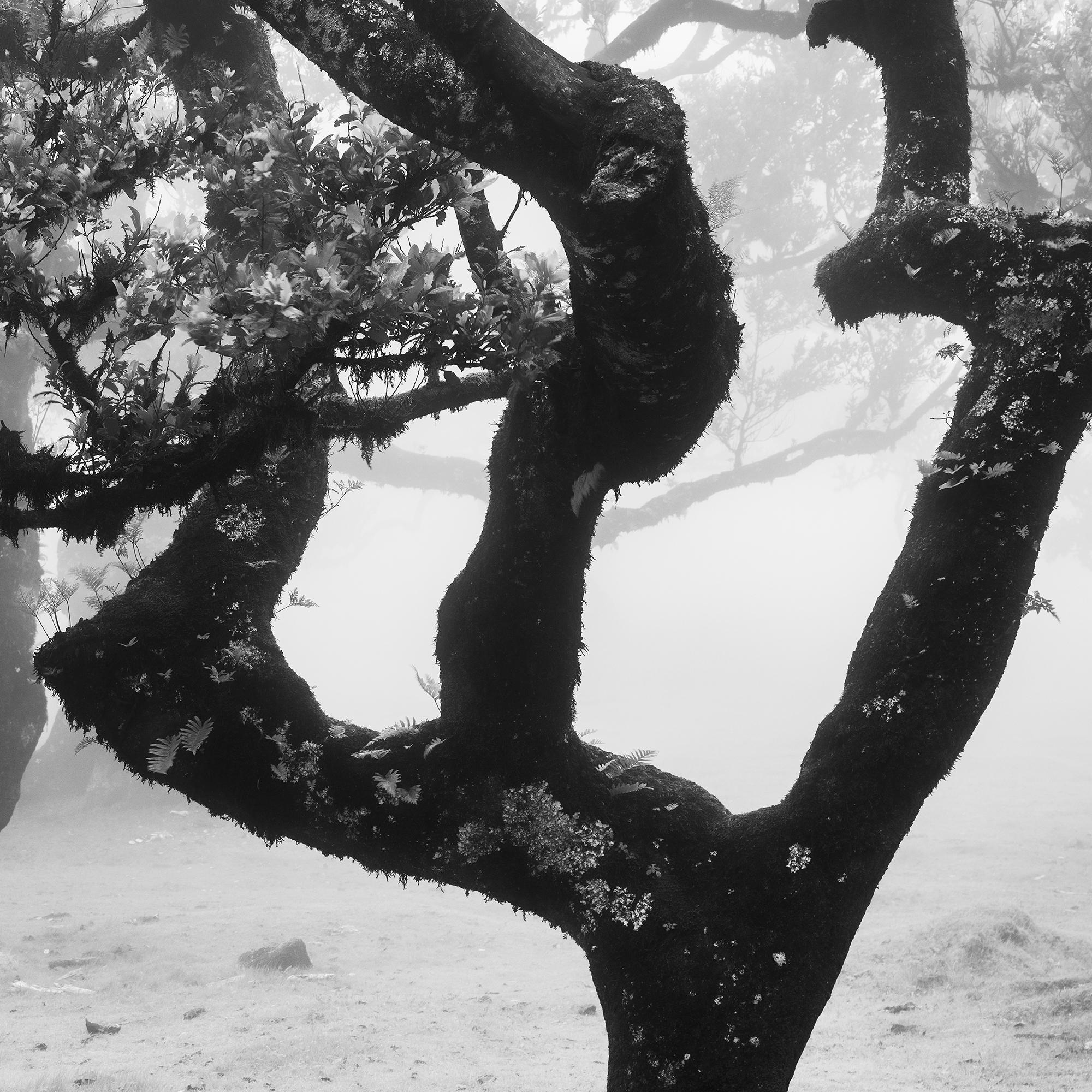 Ancient Laurisilva Forest curved tree misty limited edition print For Sale 7