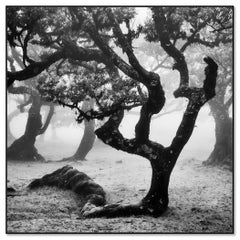 Wind-Shaped Ancient Trees in Mist — Black and White Fine Art Photograph