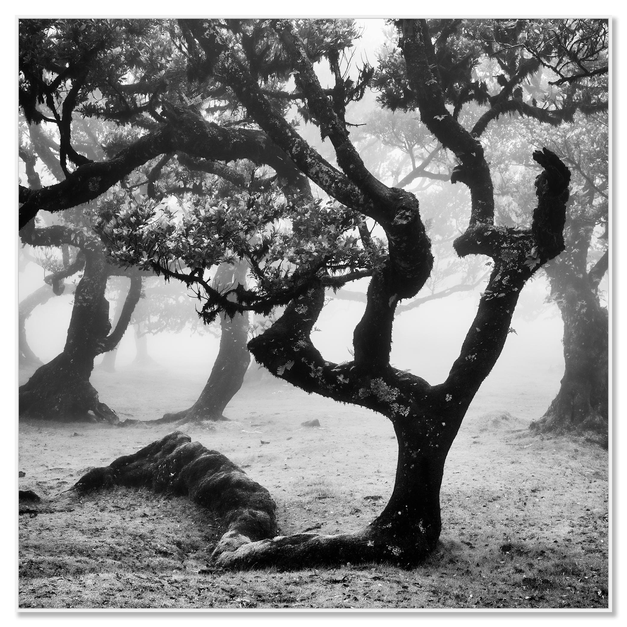 Ancient Laurisilva Forest curved tree misty limited edition print - Contemporary Photograph by Gerald Berghammer