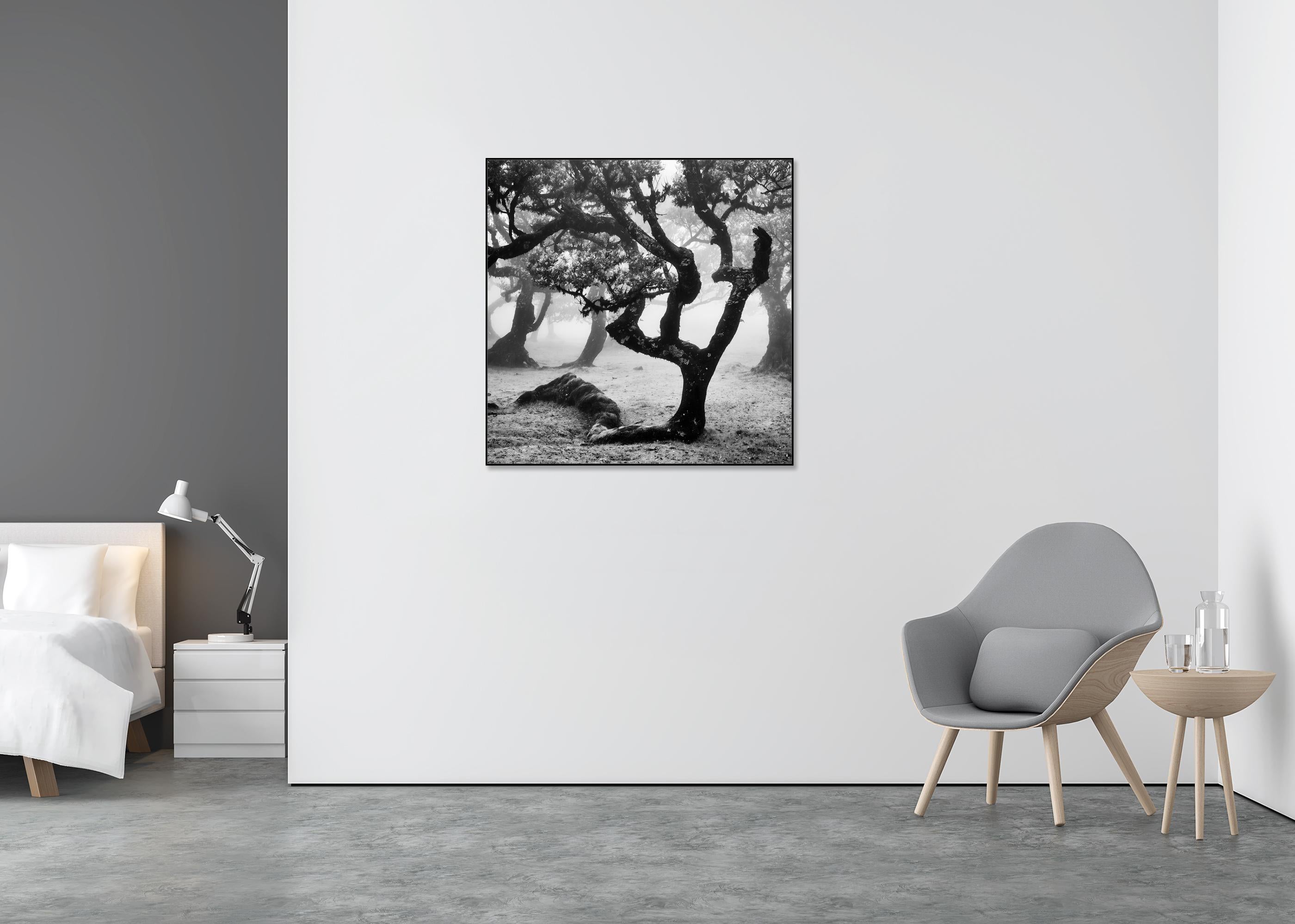 Ancient Laurisilva Forest curved tree misty limited edition print - Gray Landscape Photograph by Gerald Berghammer