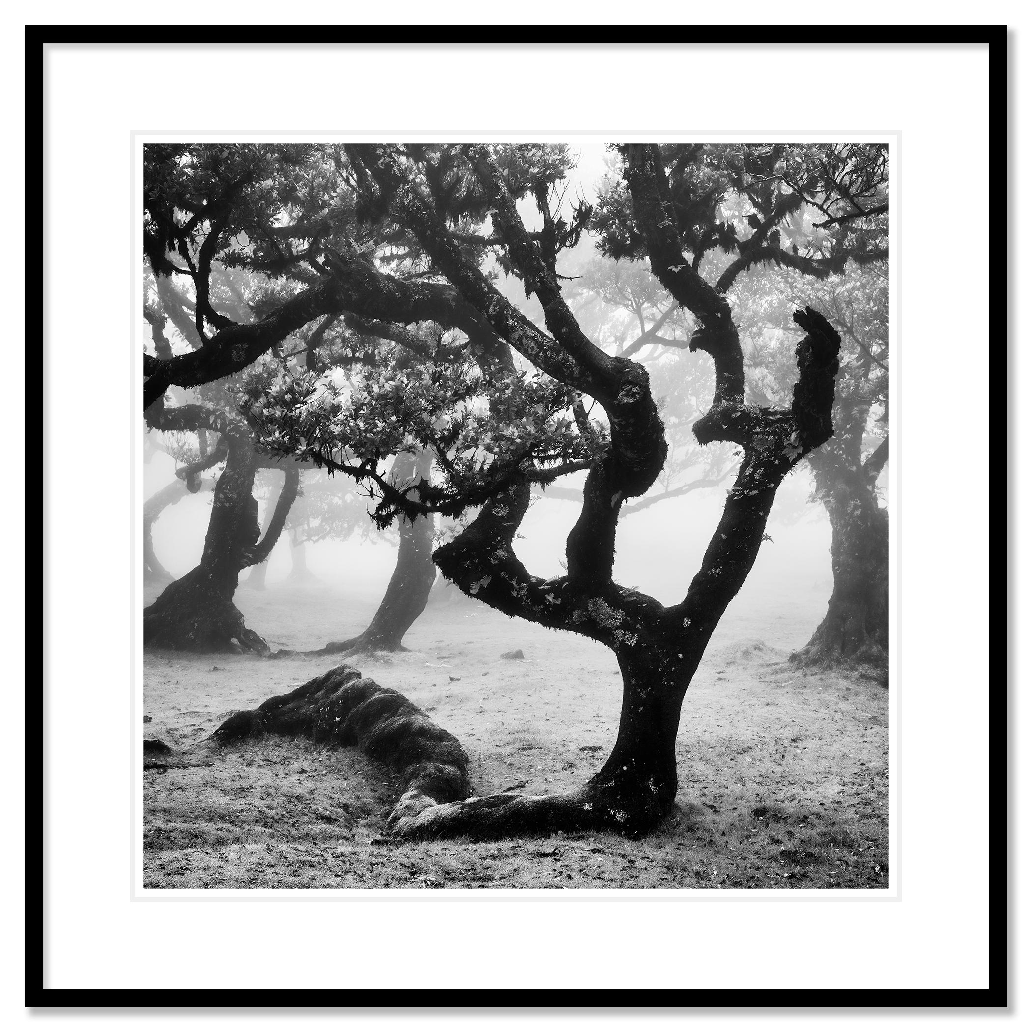 Ancient Laurisilva Forest Study 18, Portugal - no. 21048 // Black and white fine art landscape photography. 
Archival pigment ink print as part of a limited edition of 7. All Gerald Berghammer prints are made to order in limited editions on
