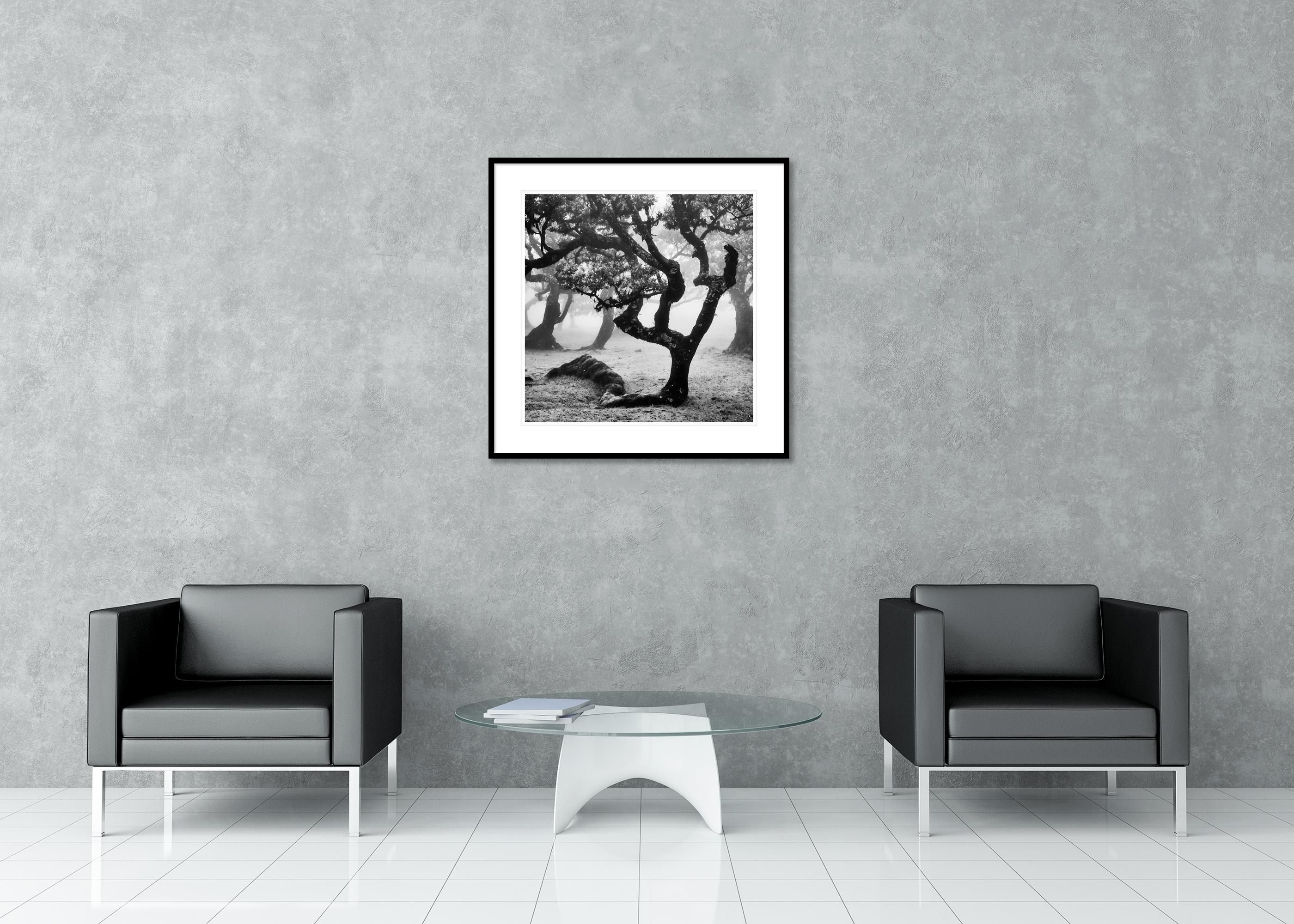 Ancient Laurisilva Forest curved tree misty limited edition print For Sale 2