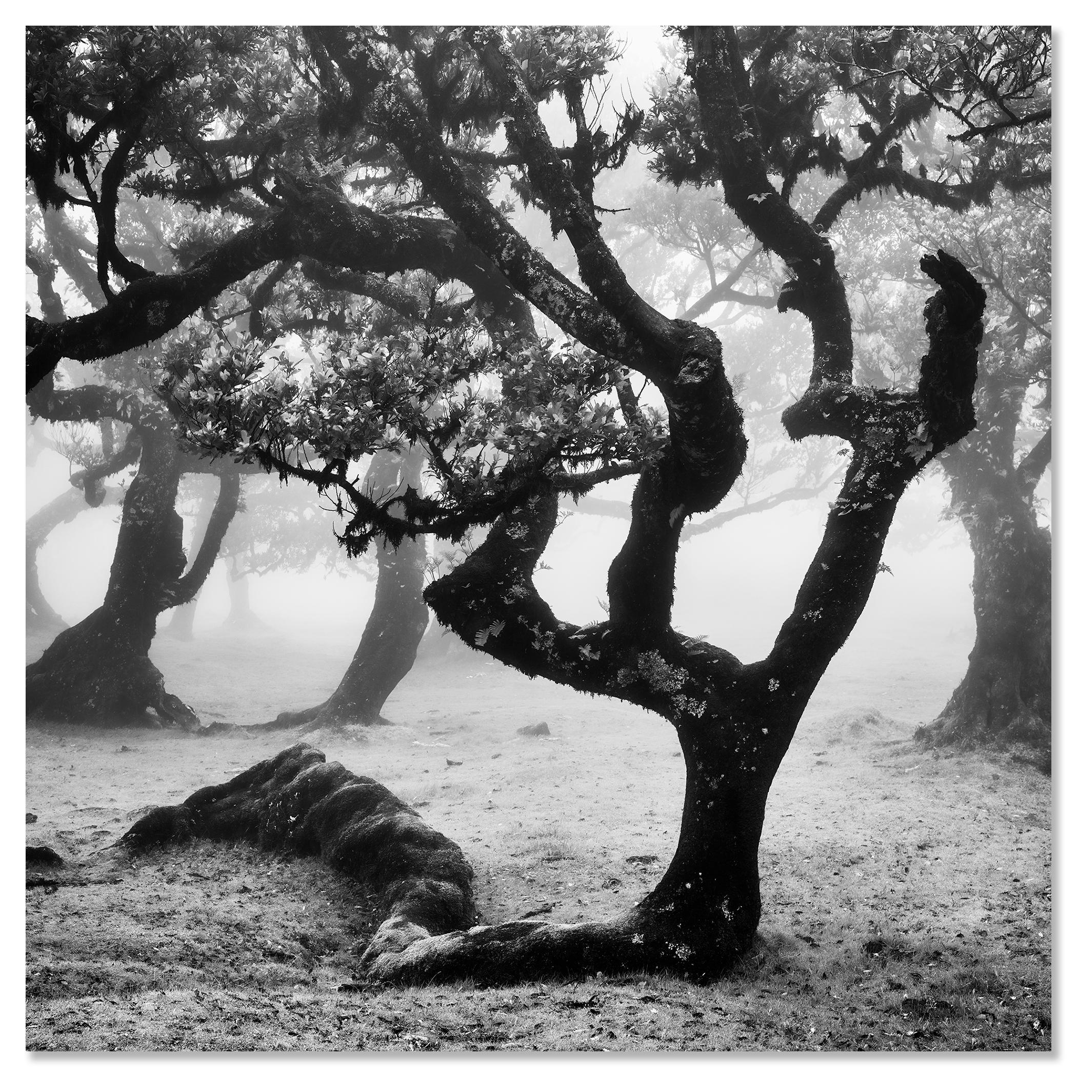 Ancient Laurisilva Forest curved tree misty limited edition print For Sale 3