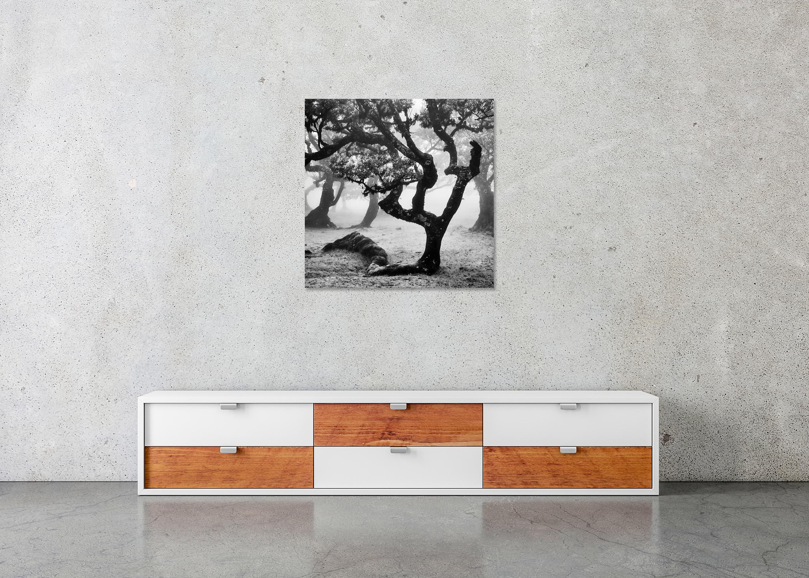 Ancient Laurisilva Forest curved tree misty limited edition print For Sale 4