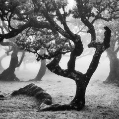 Bosque antiguo de Laurisilva, árbol curvado, brumoso, impresión artística de edición limitada