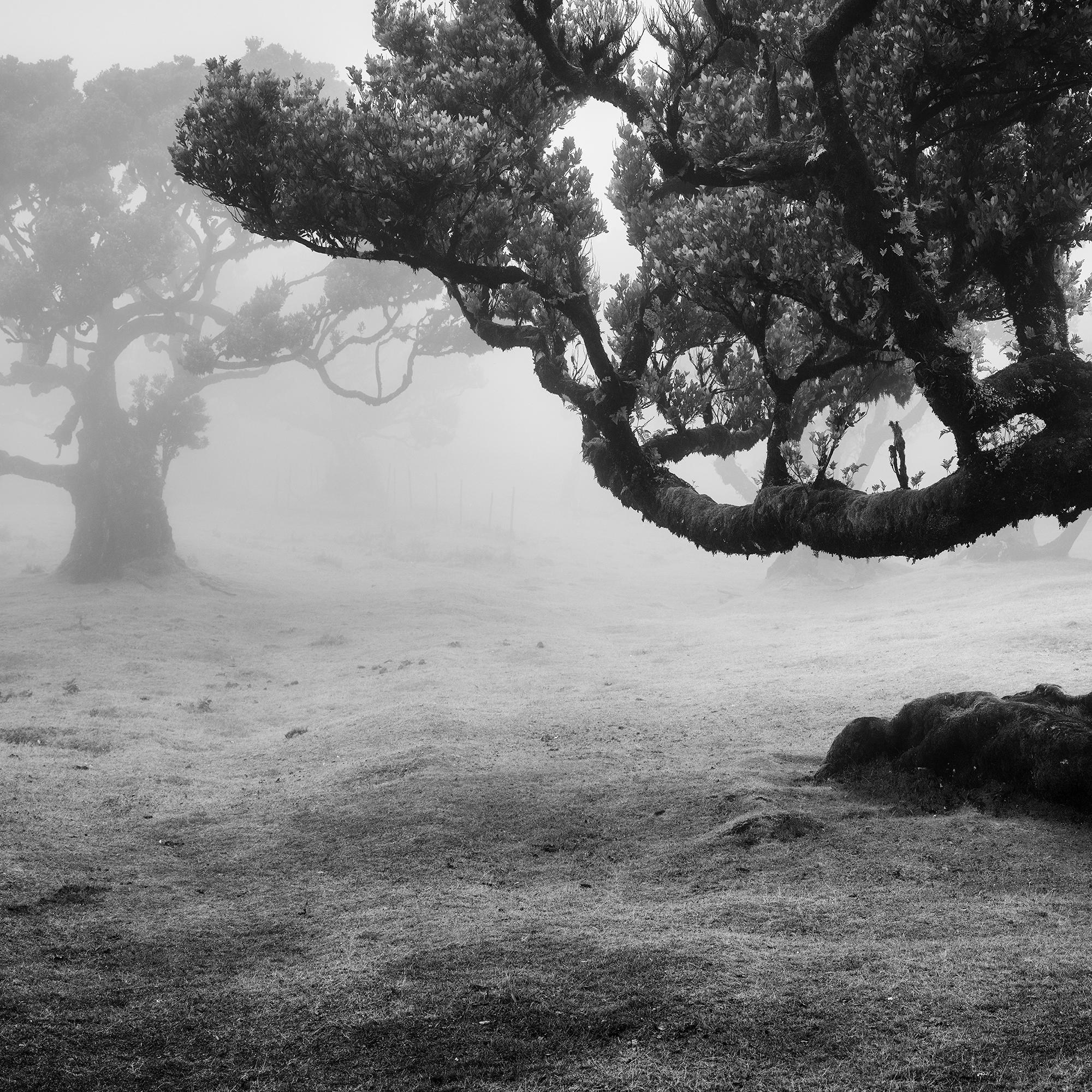 Ancient Laurisilva Forest, curved Tree, monochrome photograph, limited edition For Sale 5