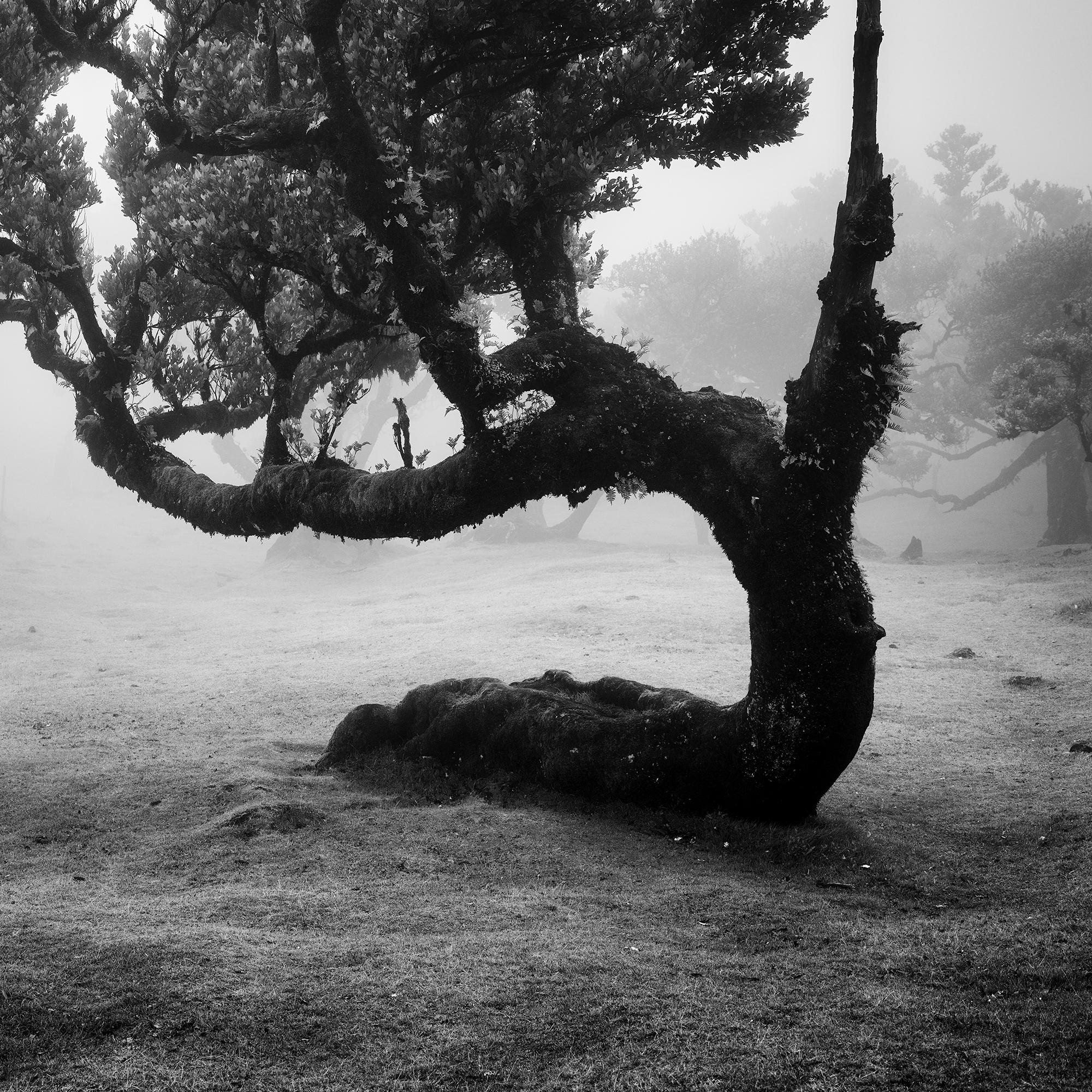 Ancient Laurisilva Forest, curved Tree, monochrome photograph, limited edition For Sale 6