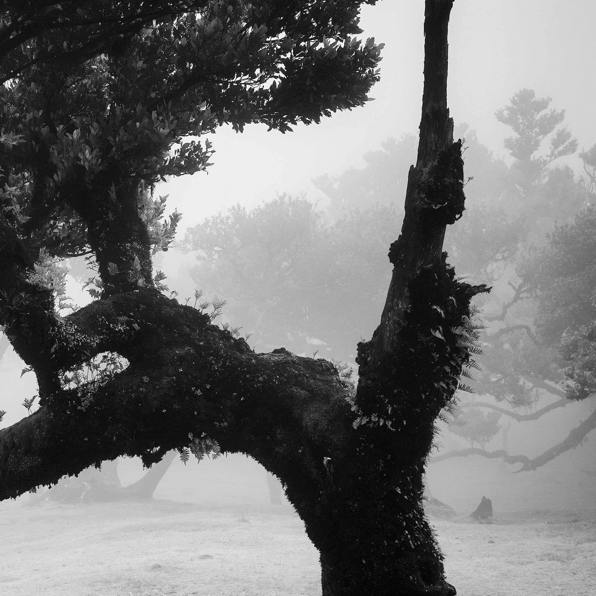 Ancient Laurisilva Forest, curved Tree, monochrome photograph, limited edition For Sale 7