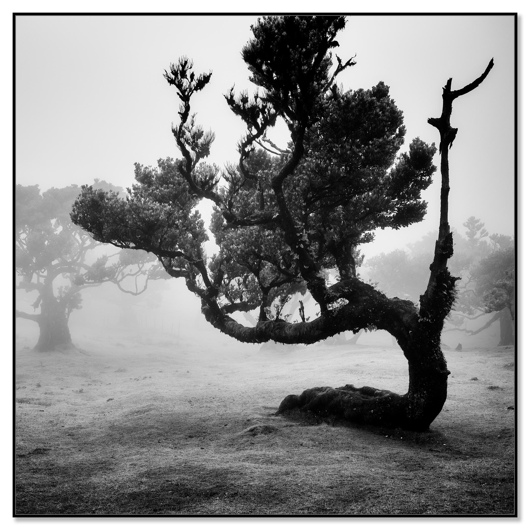 Ancient Laurisilva Forest, curved Tree, monochrome photograph, limited edition - Photograph by Gerald Berghammer
