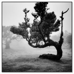 Ancient Laurisilva Forest, curved Tree, monochrome photograph, limited edition