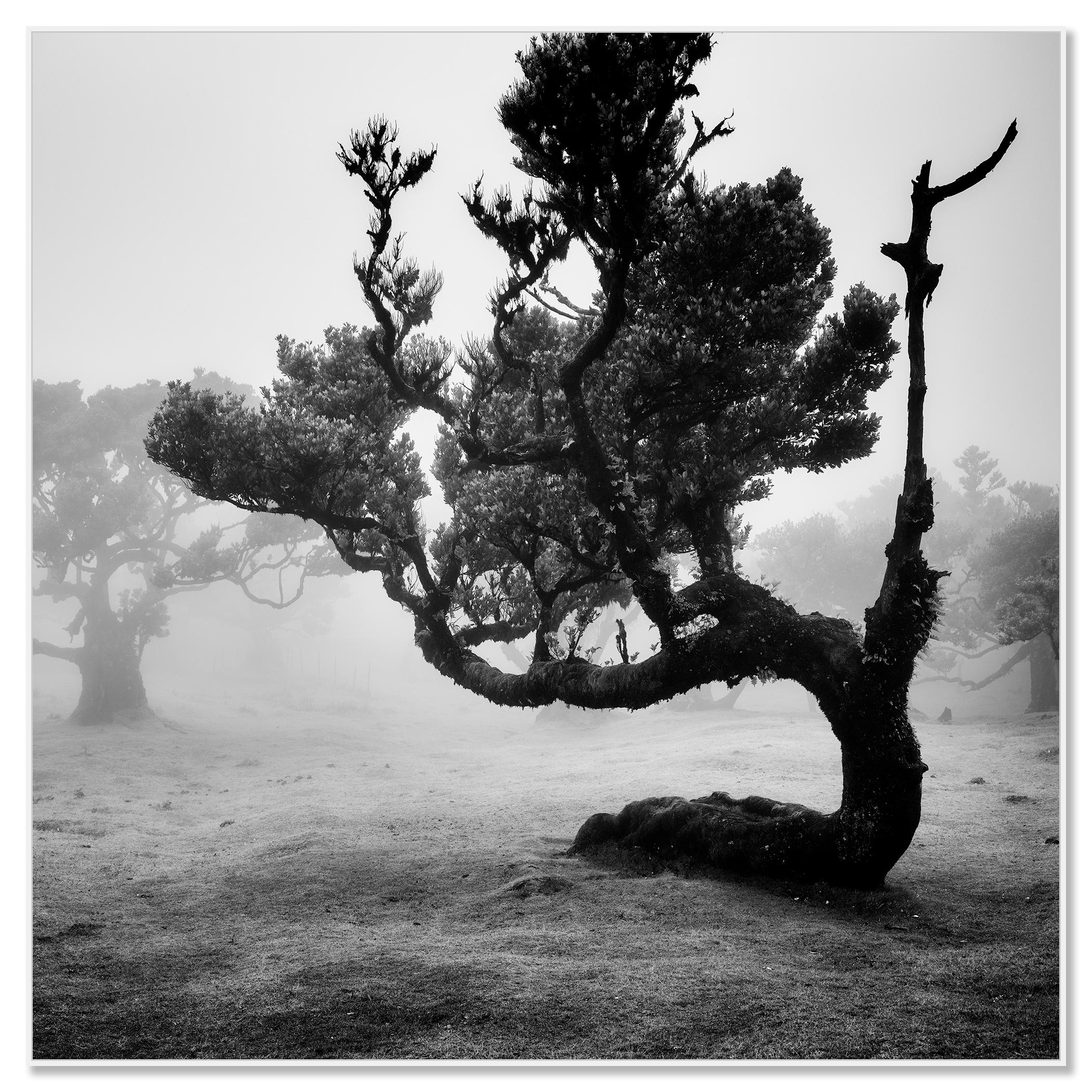 Ancient Laurisilva Forest, curved Tree, monochrome photograph, limited edition - Contemporary Photograph by Gerald Berghammer