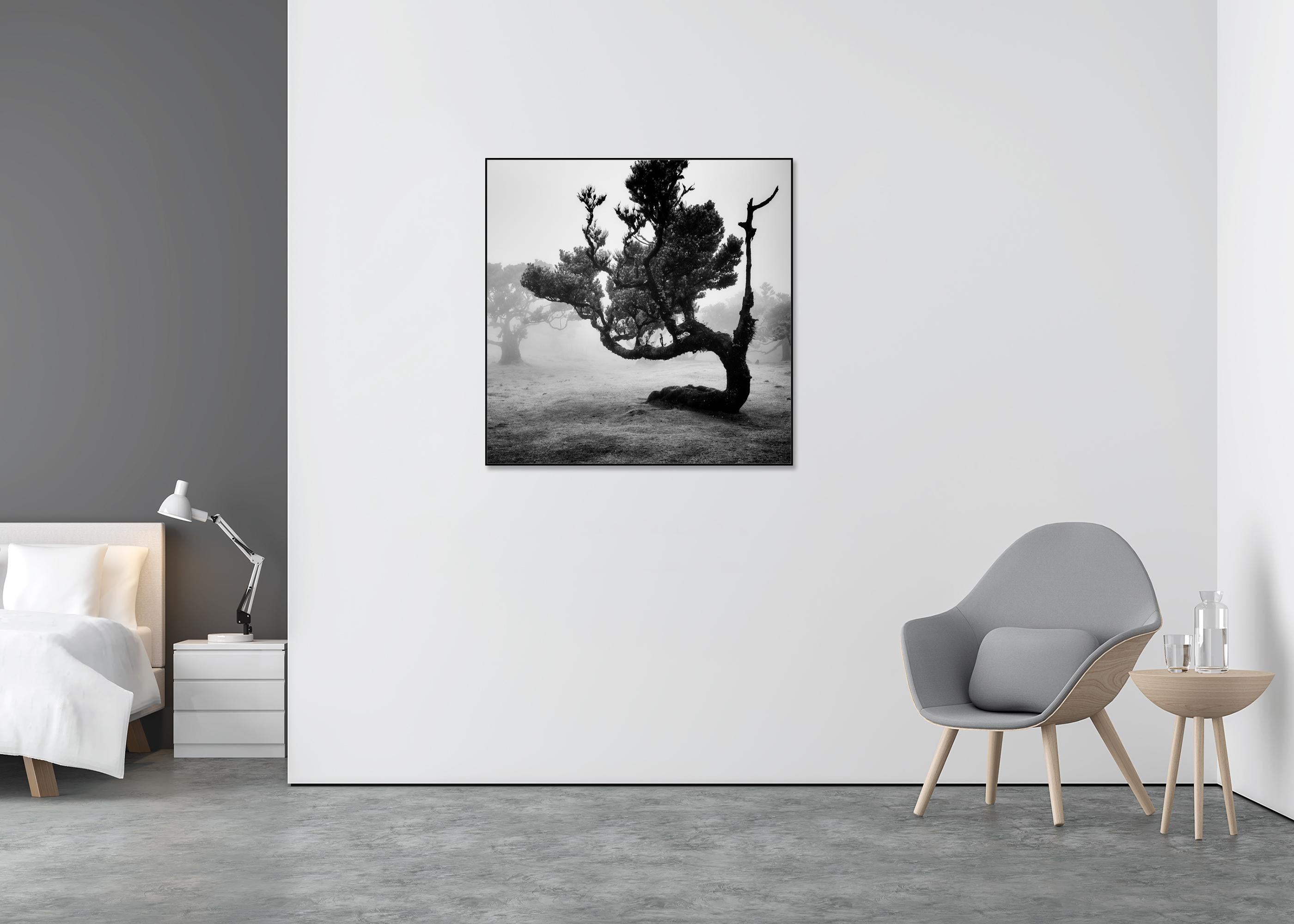 Ancient Laurisilva Forest, curved Tree, monochrome photograph, limited edition - Gray Landscape Photograph by Gerald Berghammer