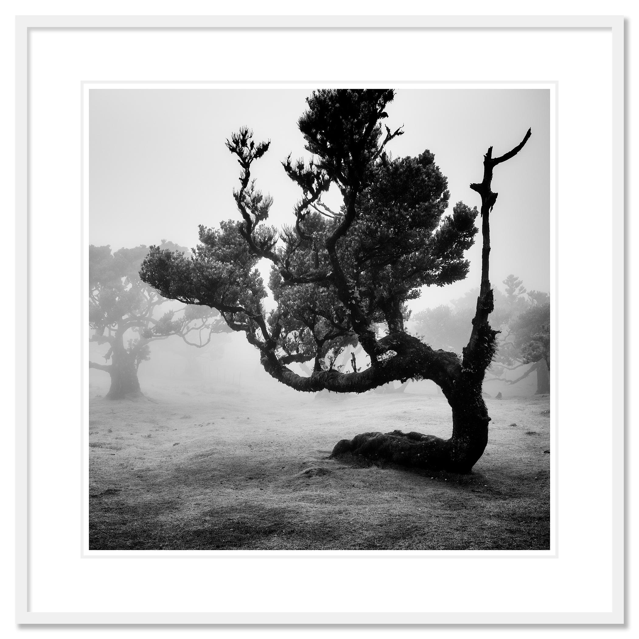 Black and white fine art landscape photography print. Mystical forest with bent trees, Fanal, Madeira, Portugal. Archival pigment ink print, edition of 9. Signed, titled, dated and numbered by artist. Certificate of authenticity included. Printed