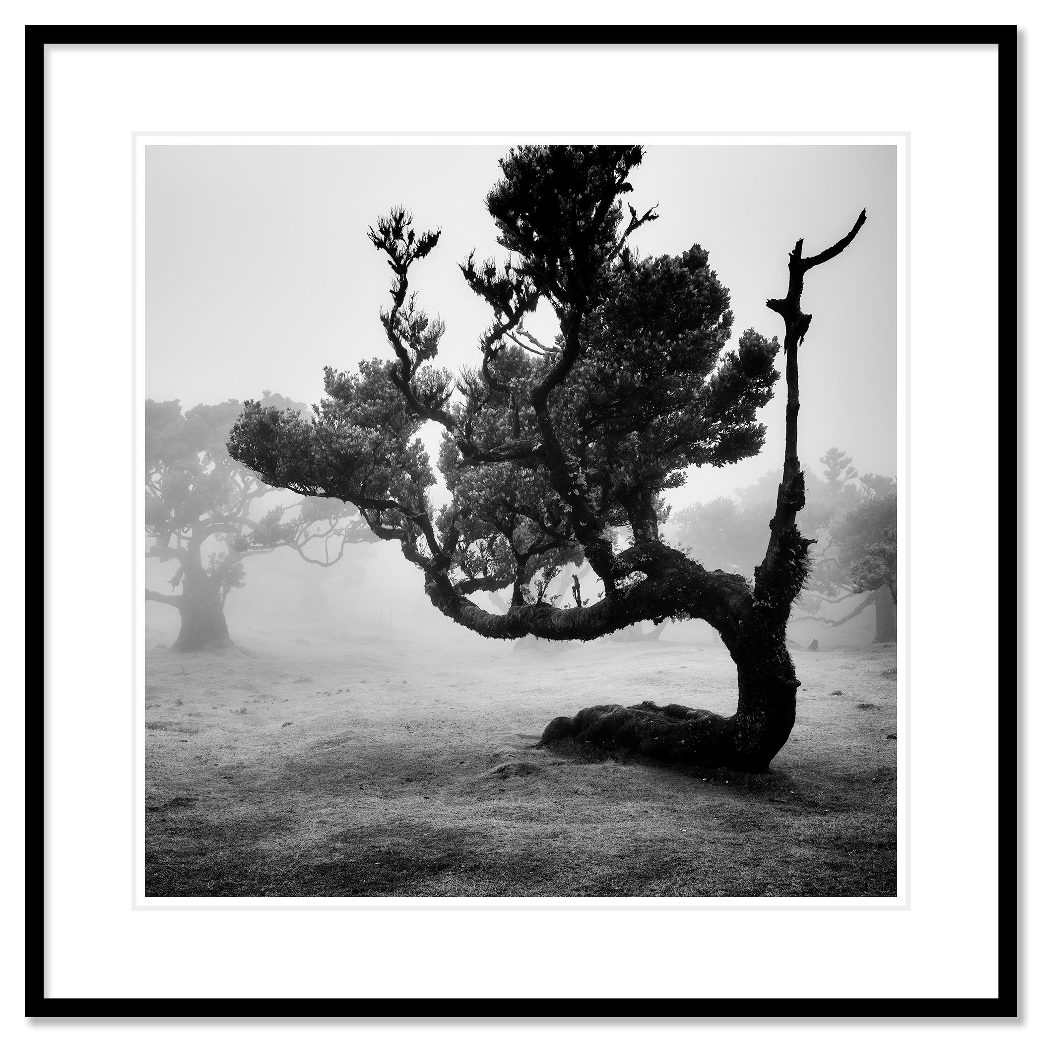 Ancient Laurisilva Forest, curved Tree, monochrome photograph, limited edition For Sale 1