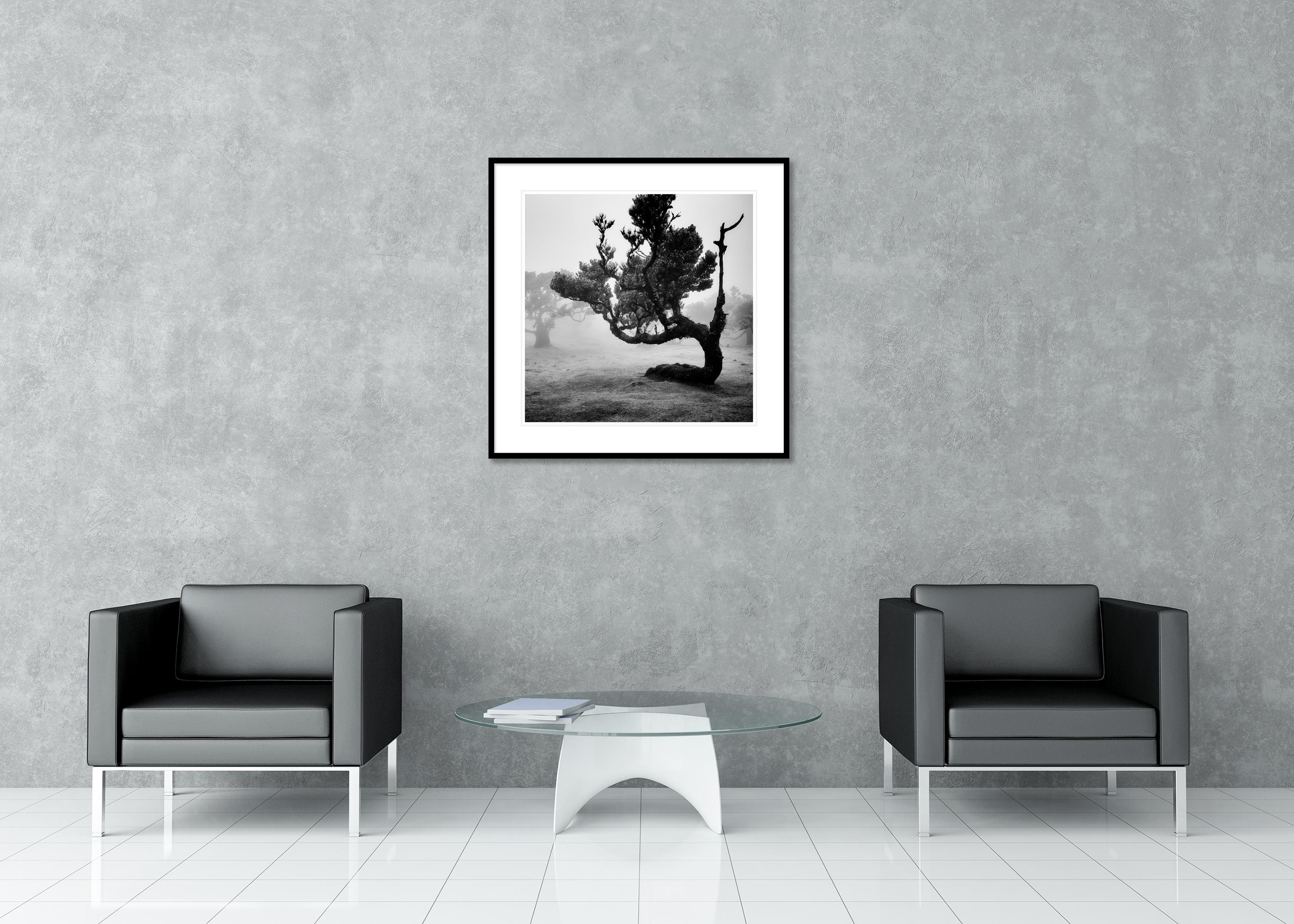 Ancient Laurisilva Forest, curved Tree, monochrome photograph, limited edition For Sale 2