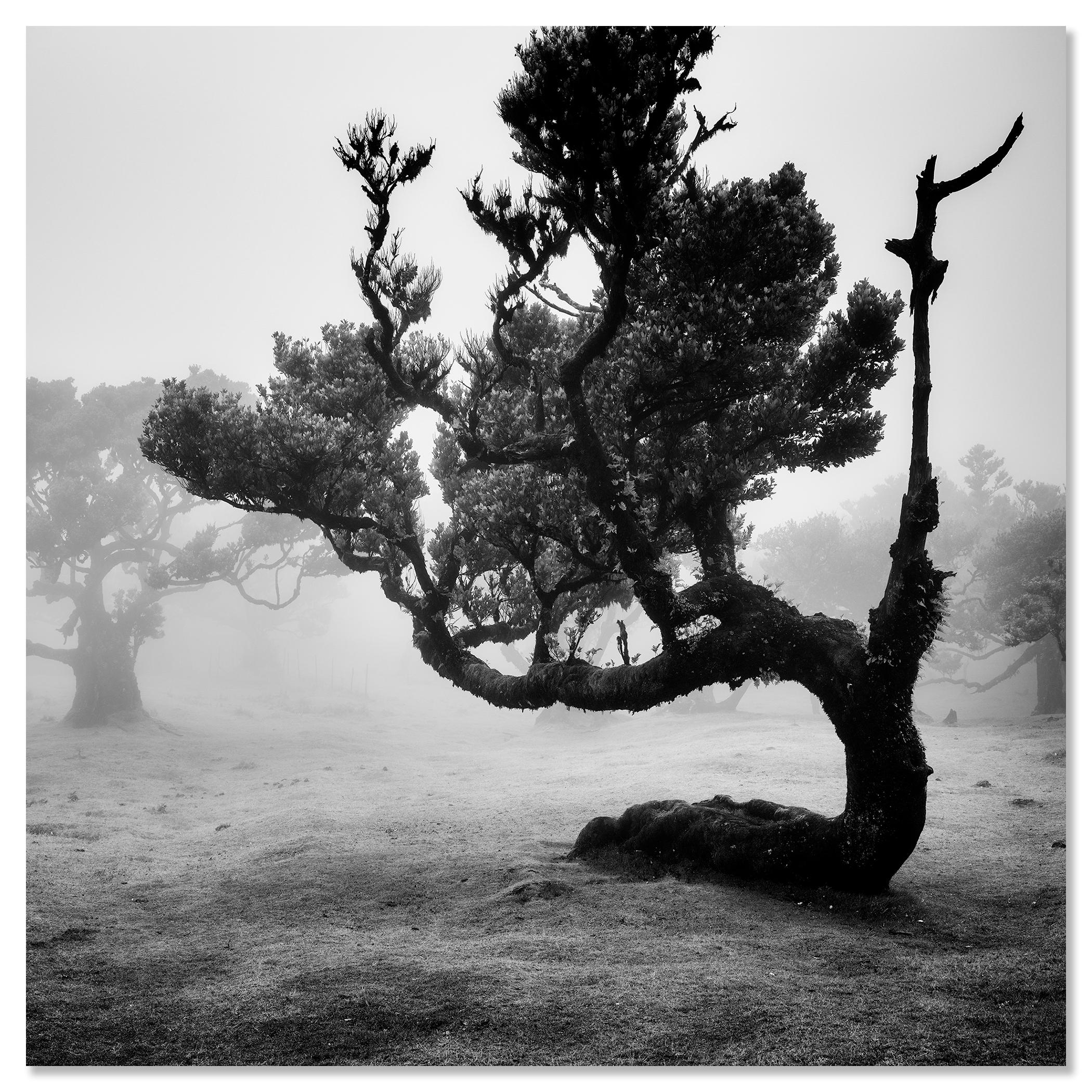Ancient Laurisilva Forest, curved Tree, monochrome photograph, limited edition For Sale 3