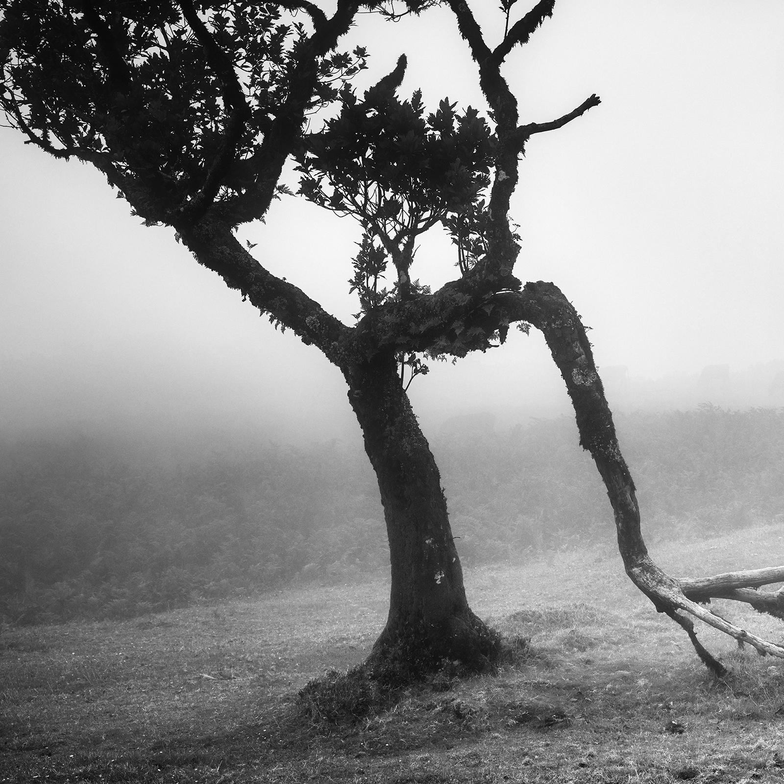 Ancient Laurisilva, Fairy Forest, Trees, foggy, black and white photo, landscape For Sale 5