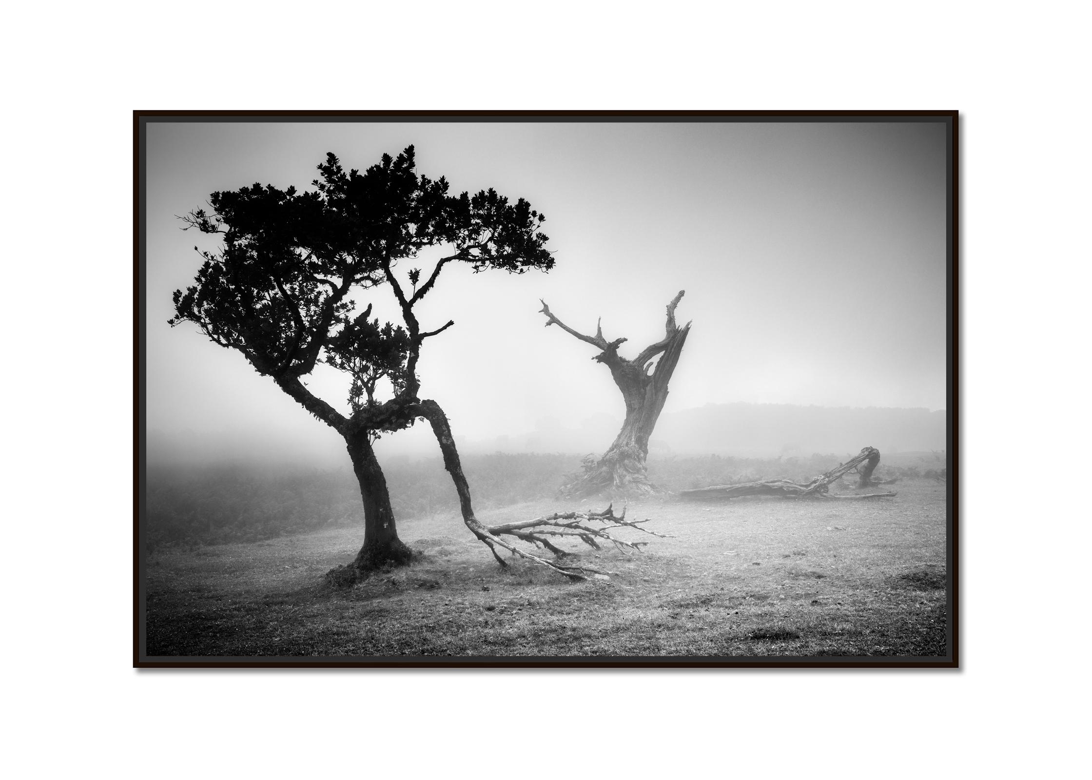 Ancient Laurisilva, Fairy Forest, Trees, foggy, black and white photo, landscape - Photograph by Gerald Berghammer