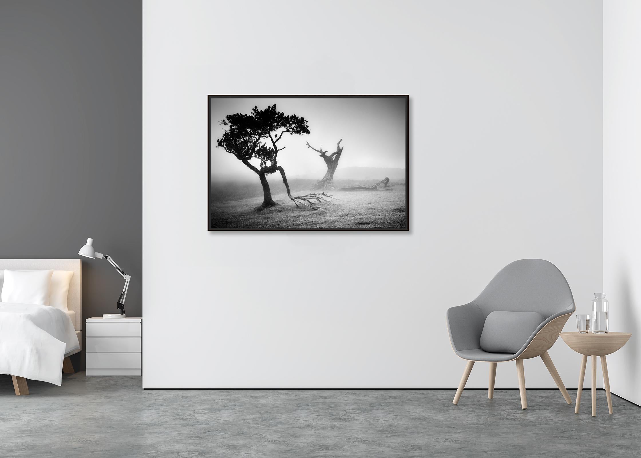 Ancient Laurisilva, Fairy Forest, Trees, foggy, black and white photo, landscape - Contemporary Photograph by Gerald Berghammer