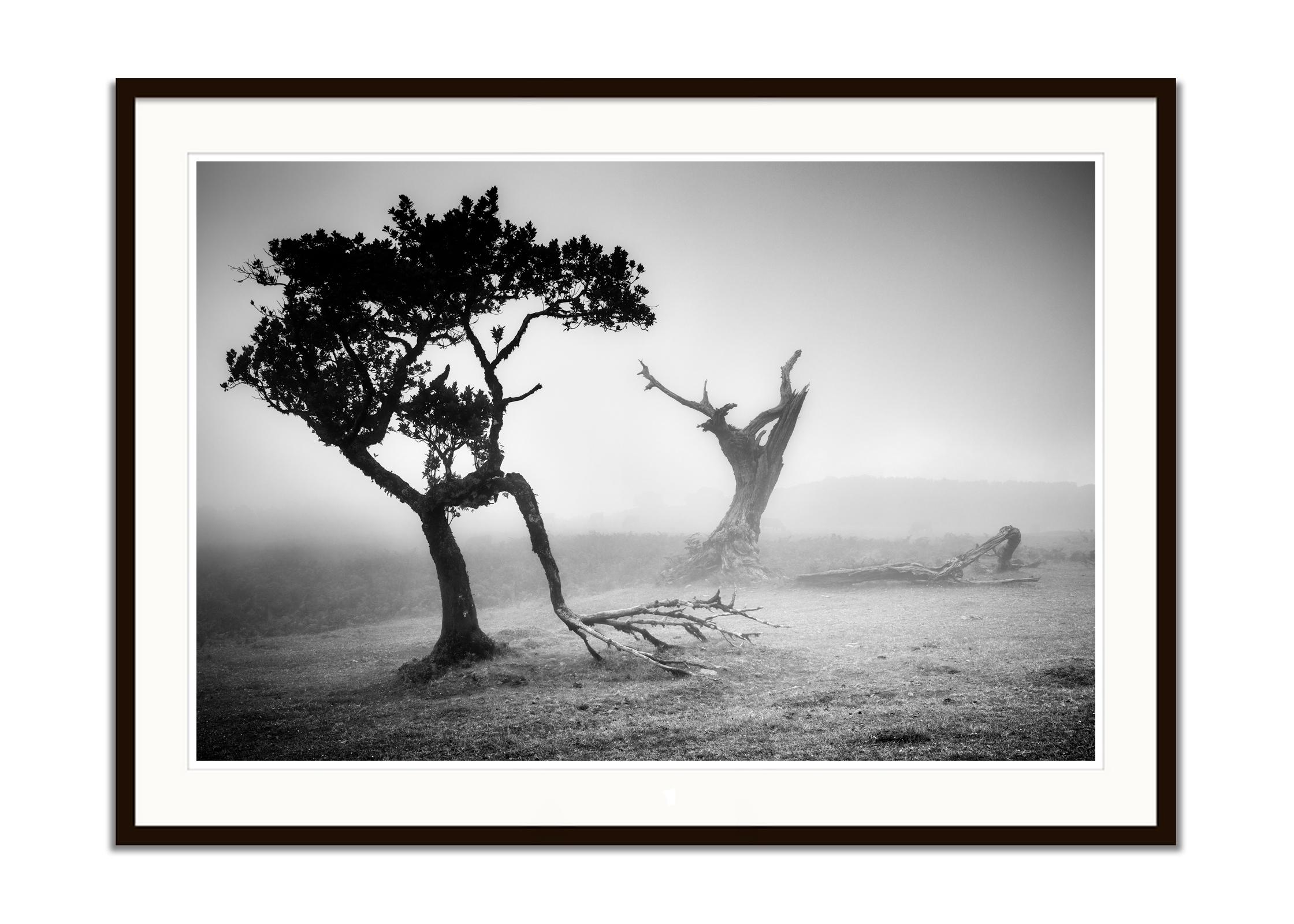 Ancient Laurisilva, Fairy Forest, Trees, foggy, black and white photo, landscape - Gray Black and White Photograph by Gerald Berghammer