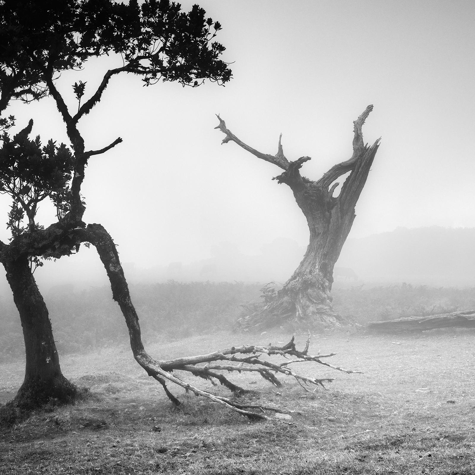 Ancient Laurisilva, Fairy Forest, Trees, foggy, black and white photo, landscape For Sale 3
