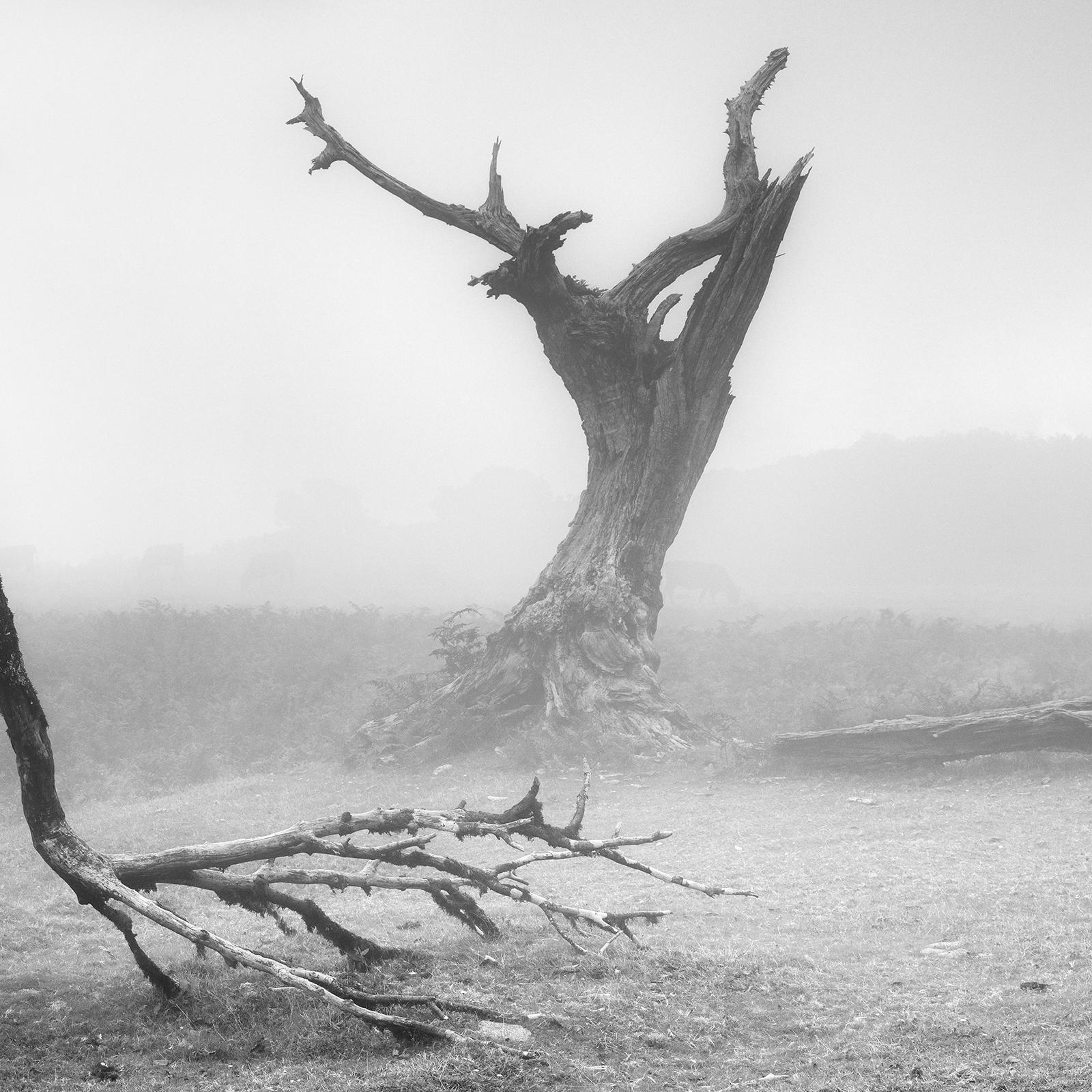 Ancient Laurisilva, Fairy Forest, Trees, foggy, black and white photo, landscape For Sale 4