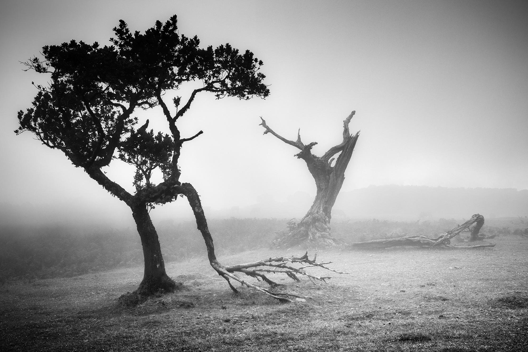 Gerald Berghammer Black and White Photograph - Ancient Laurisilva, Fairy Forest, Trees, foggy, black and white photo, landscape