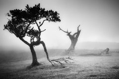 Ancient Laurisilva, Fairy Forest, Trees, foggy, black and white photo, landscape