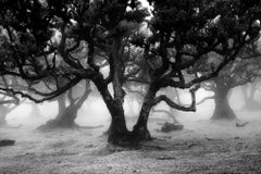 Ancient Laurisilva Forest, Fanal, Madeira, B&W fine art photography, landscape