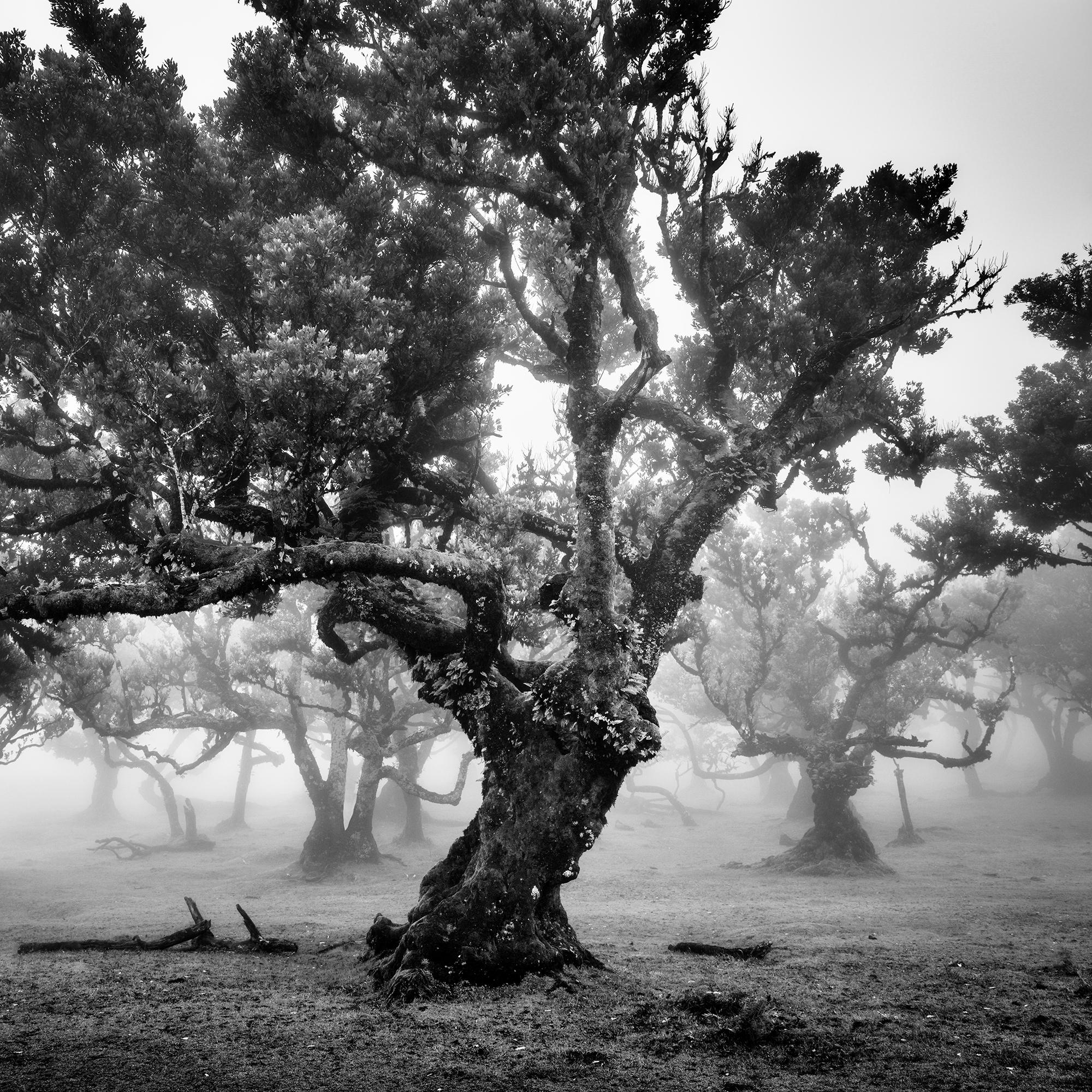 Antiker Laurisilva-Wälder, Nebelbaum, Madeira, Kunstfotografie, Landschaft im Angebot 6