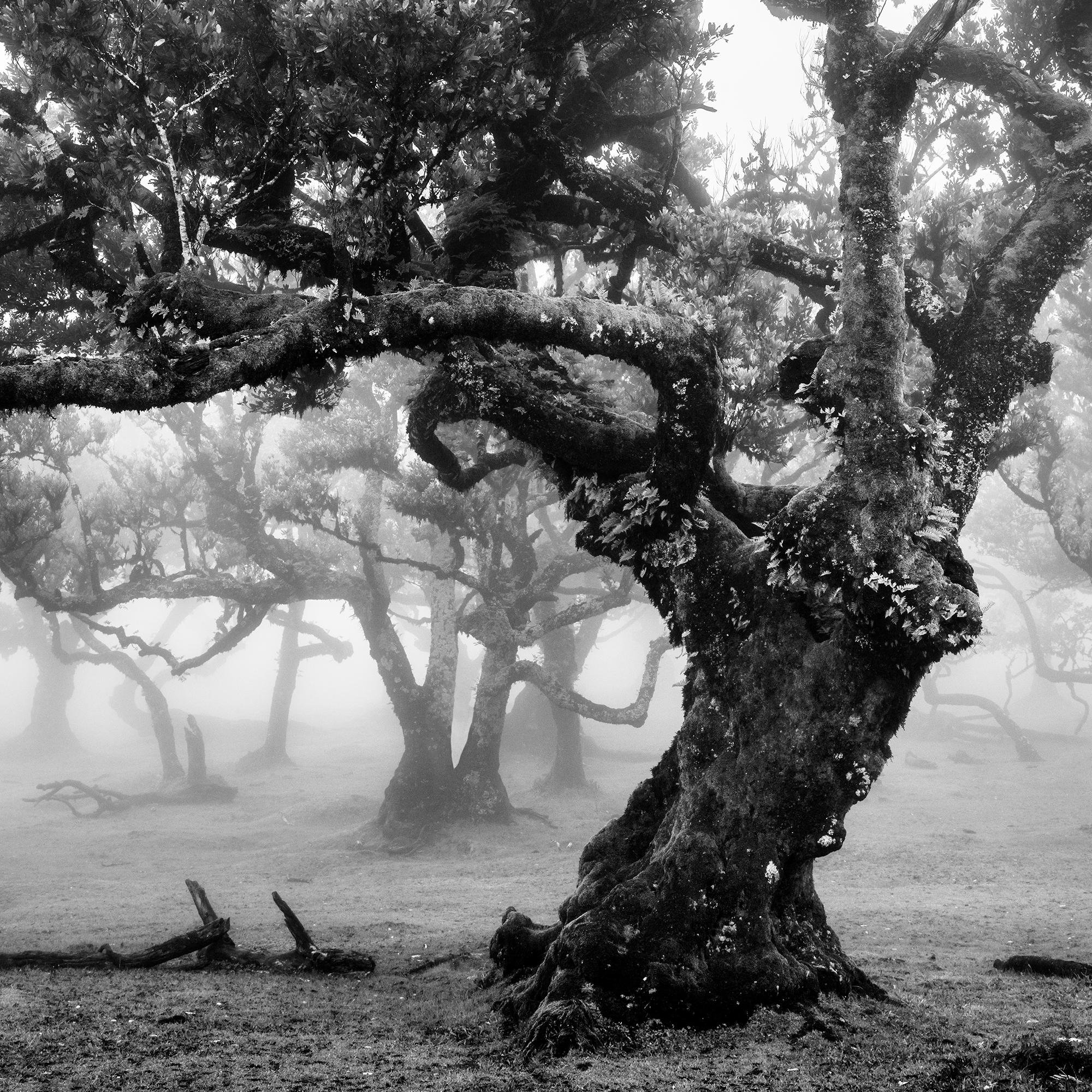 Antiker Laurisilva-Wälder, Nebelbaum, Madeira, Kunstfotografie, Landschaft im Angebot 7